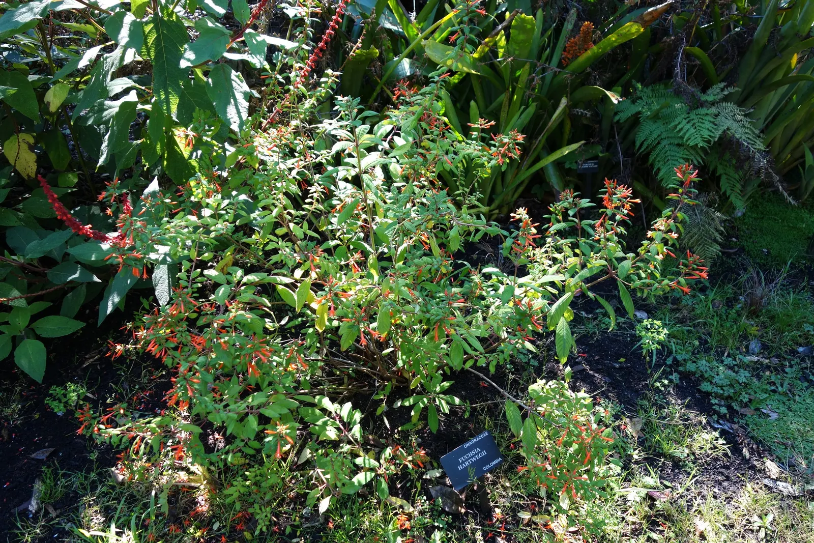California Fuchsia (Epilobium Canum) — Minimal maintenance is required; plant it in well-drained soil and position it where it can receive full sun to partial