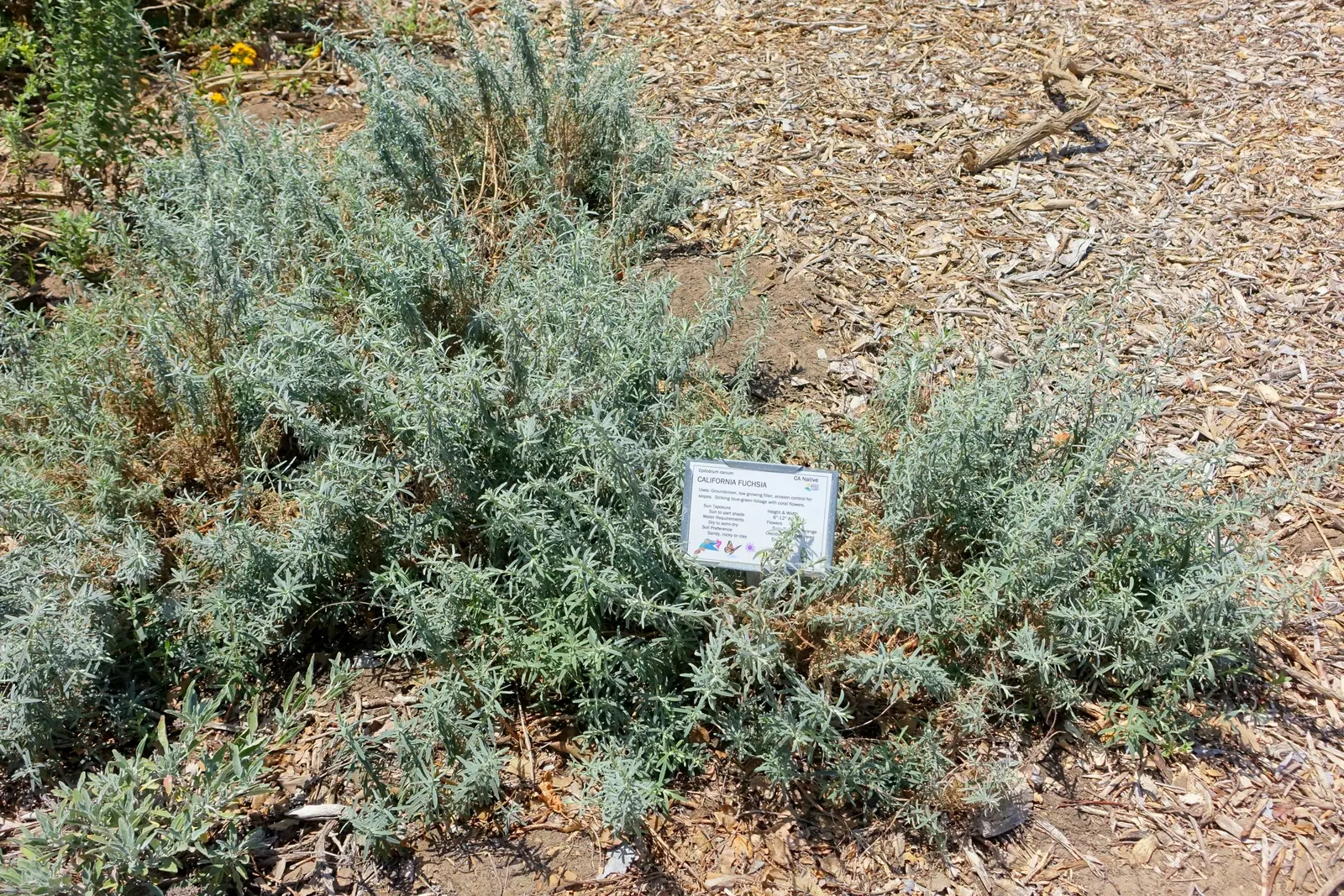 California Fuchsia (Epilobium Canum) — California Fuchsia is a sustainable and eye-catching addition to any Californian landscape