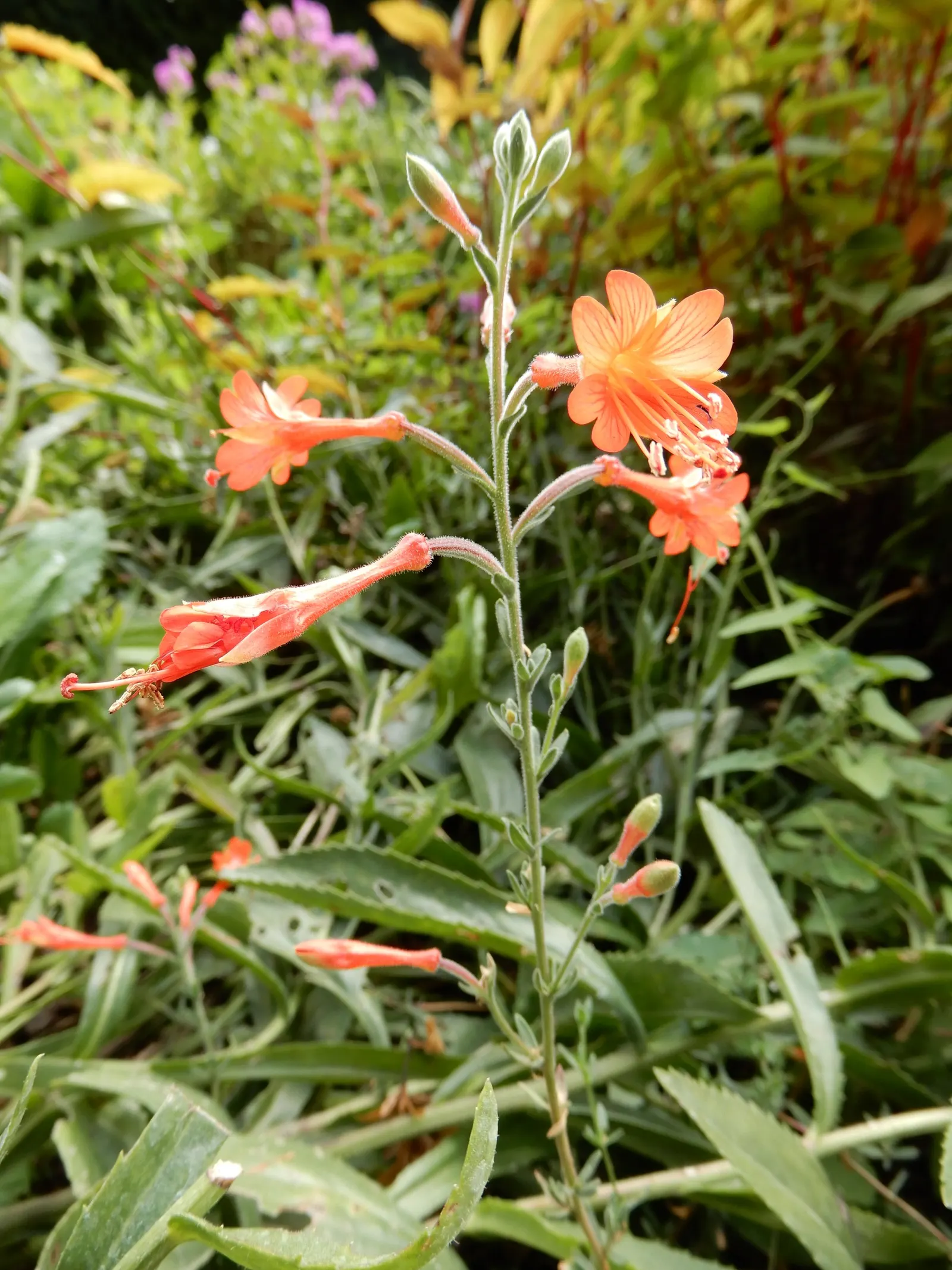 California Fuchsia (Epilobium Canum) — Deadheading spent blooms can encourage a more robust display
