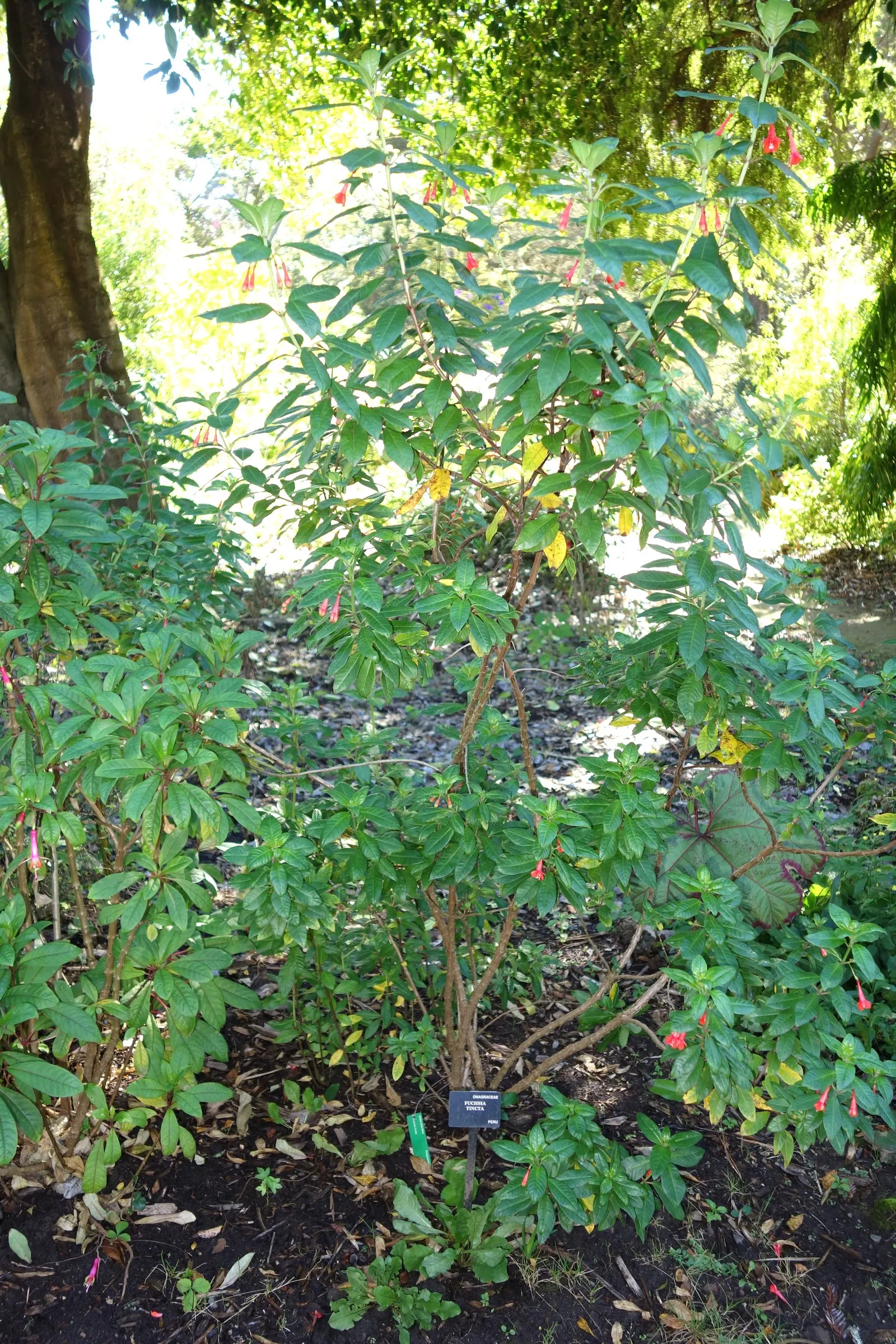 California Fuchsia (Epilobium Canum) — Deadheading spent blooms can encourage a more robust display; prune post-blooming to maintain shape and encourage growth