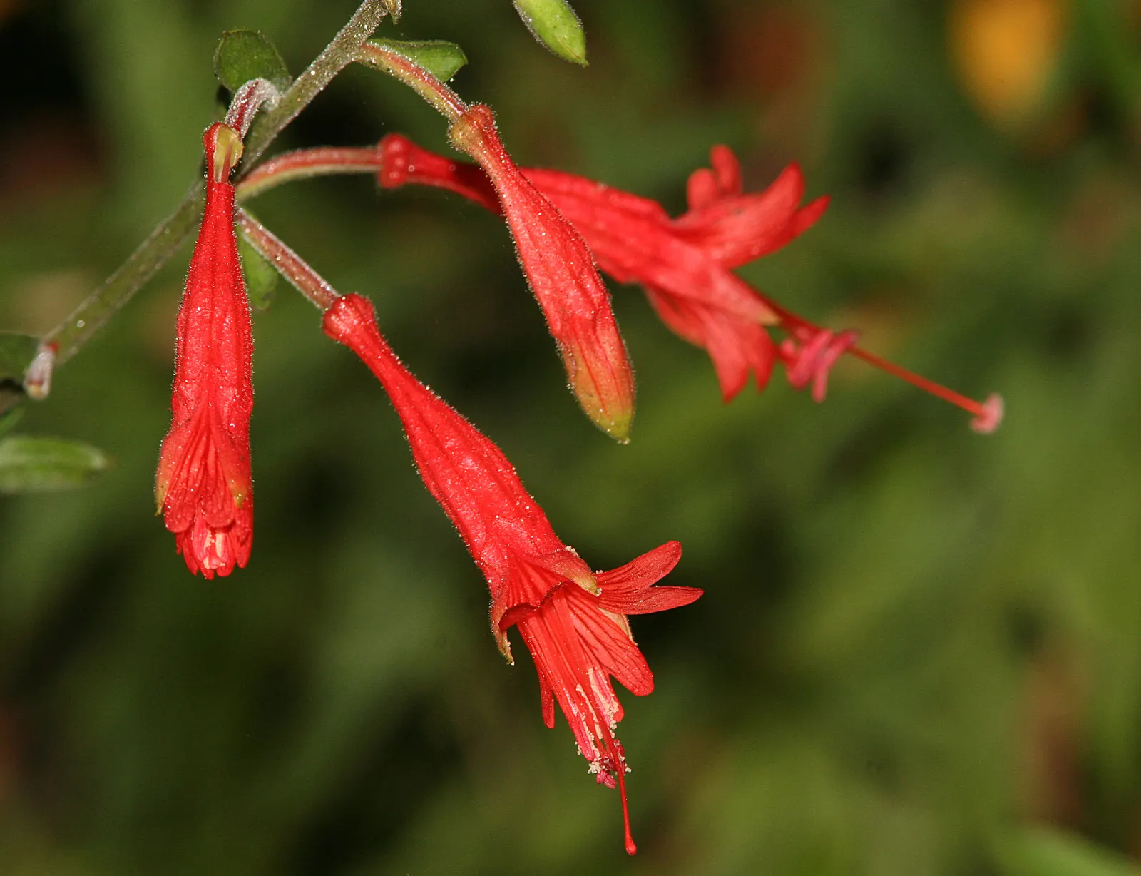 California Fuchsia (Epilobium Canum) — With its low-water needs and high wildlife value