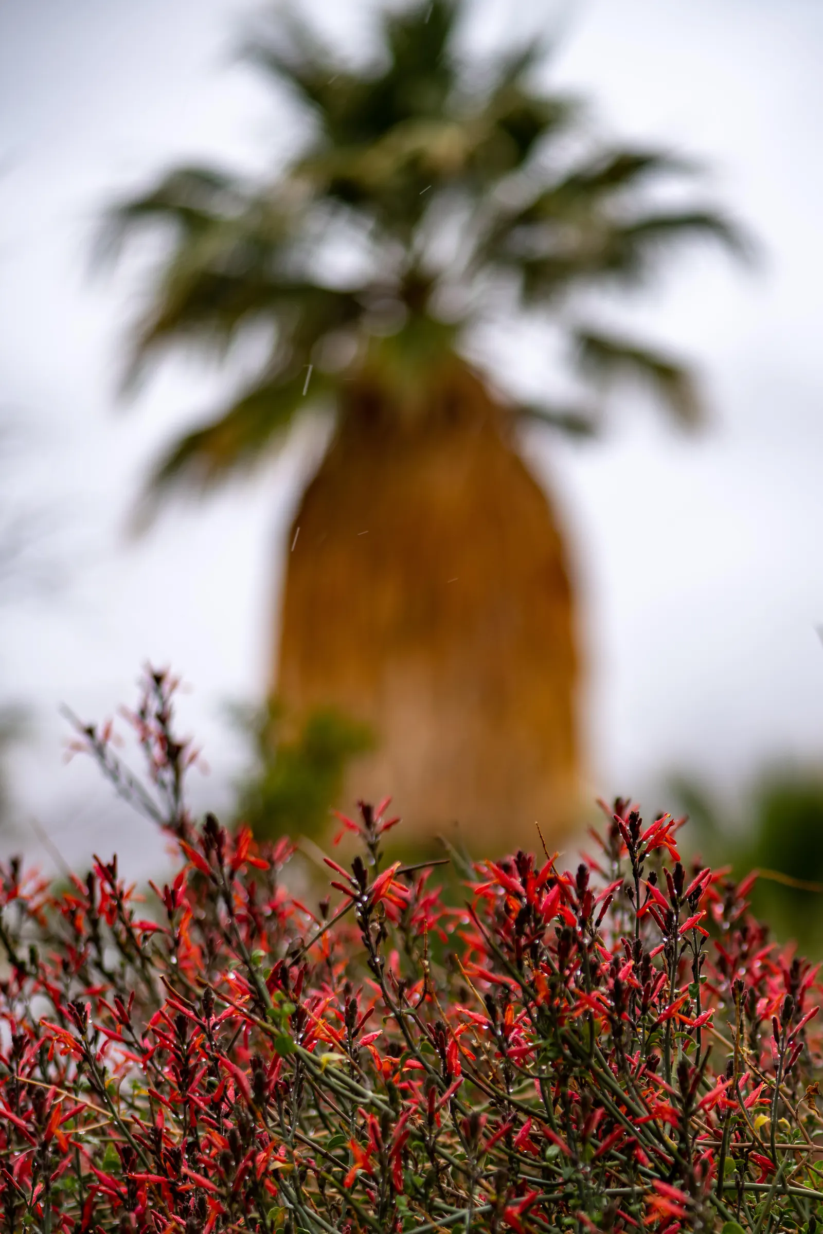 California Fuchsia (Epilobium Canum) — California Fuchsia is a sustainable and eye-catching addition to any Californian landscape; california Fuchsia