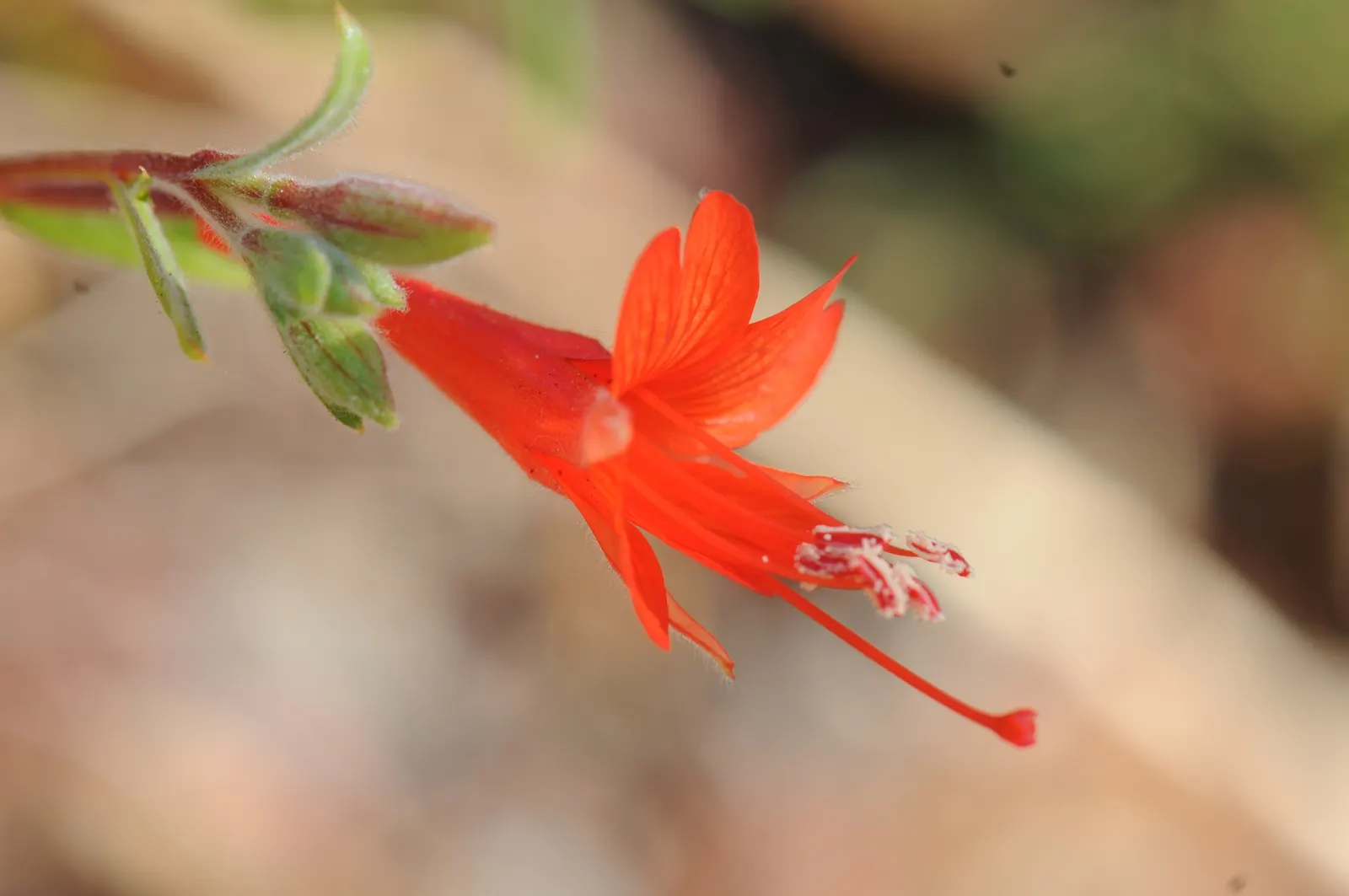 California Fuchsia (Epilobium Canum) — California Fuchsia (Epilobium canum) is a vibrant perennial thriving in zones 8-10; ideal for low-water gardens, it