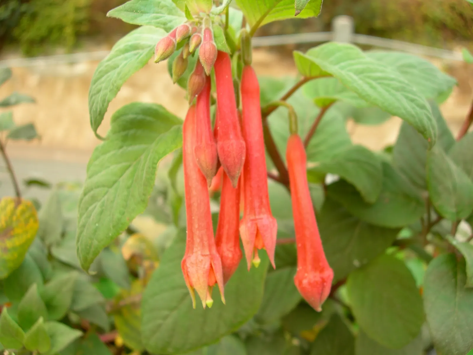 California Fuchsia (Epilobium Canum) — perennial with orange blooms; inviting a lively buzz of activity in the garden.<br><br>For the ideal cultivation of