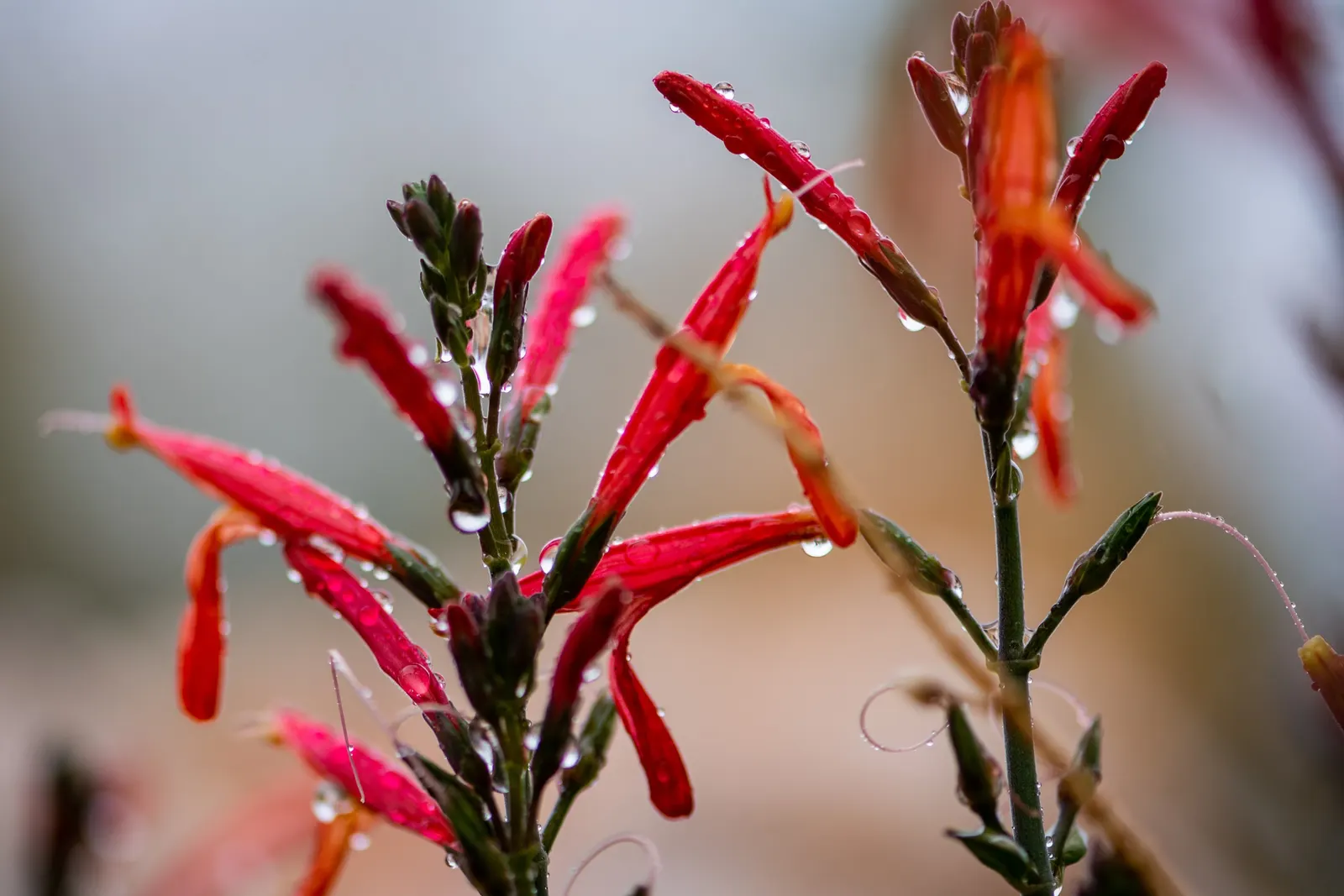 California Fuchsia (Epilobium Canum) — creating a dense mat that can suppress weeds effectively; adds a colorful, low-maintenance option for wildscape designs