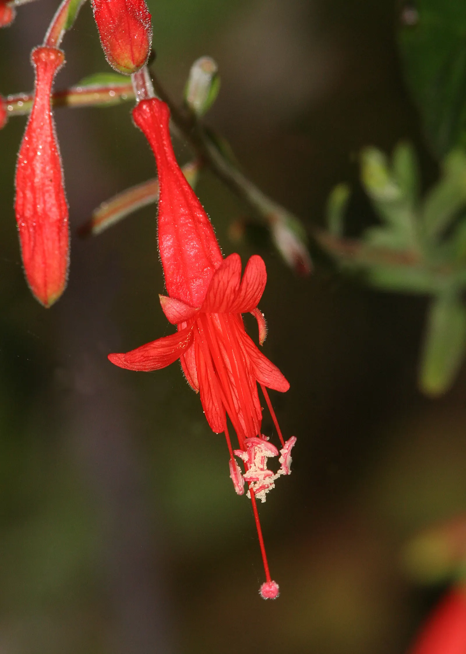 California Fuchsia (Epilobium Canum) — perennial with orange blooms