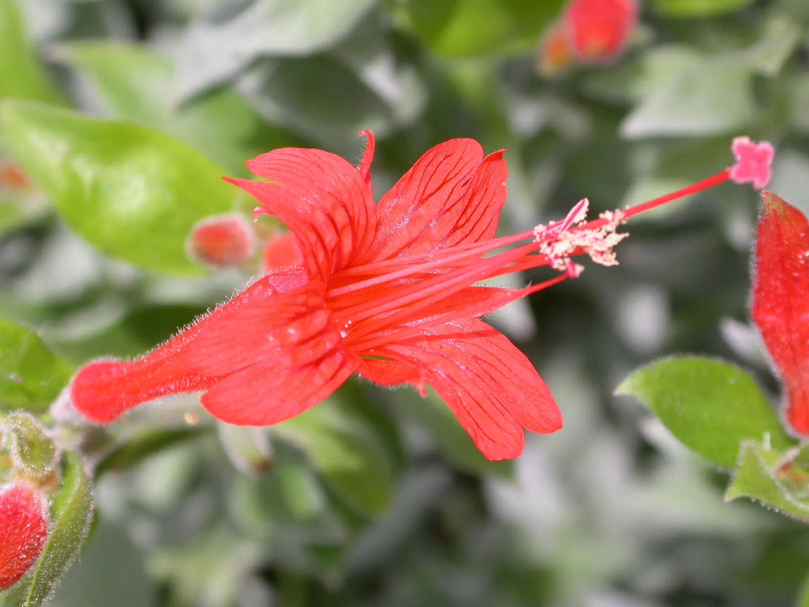 California Fuchsia (Epilobium Canum) — California Fuchsia (Epilobium canum) is a vibrant perennial thriving in zones 8-10; ideal for low-water, image 51