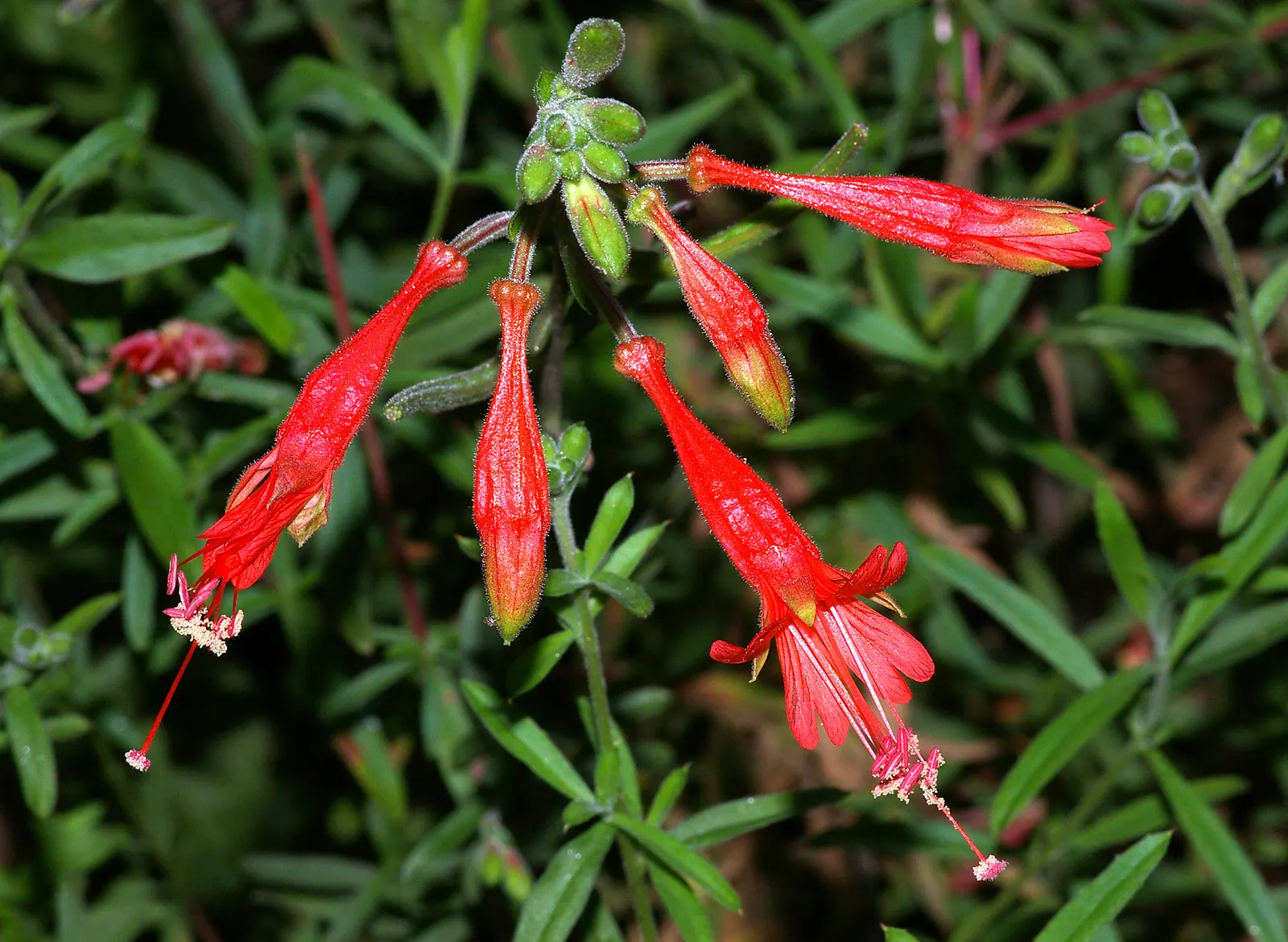 California Fuchsia (Epilobium Canum) — Minimal maintenance is required