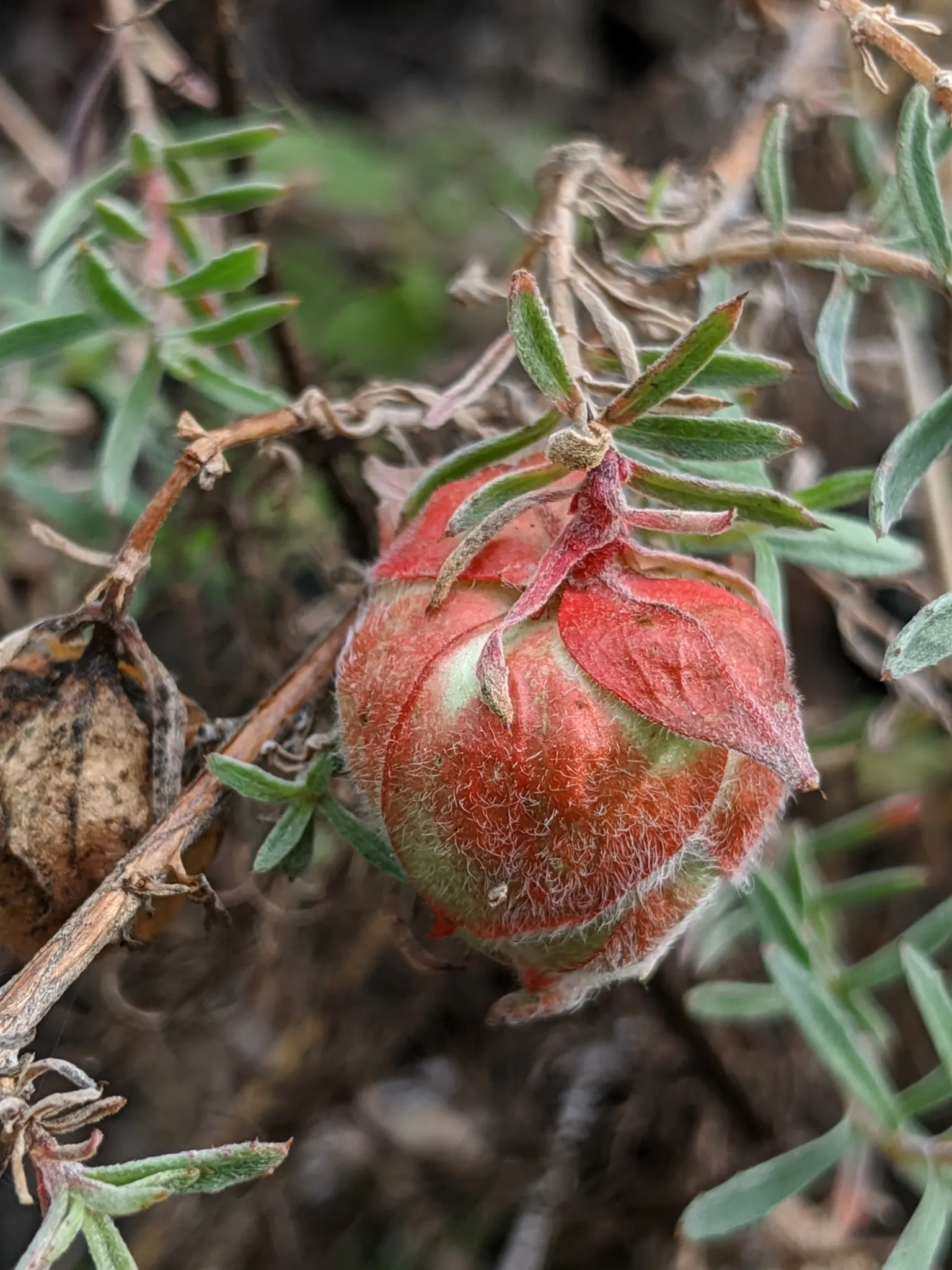 California Fuchsia (Epilobium Canum) — The California Fuchsia blooms profusely from mid-summer to fall, providing an extended season of interest, image 38