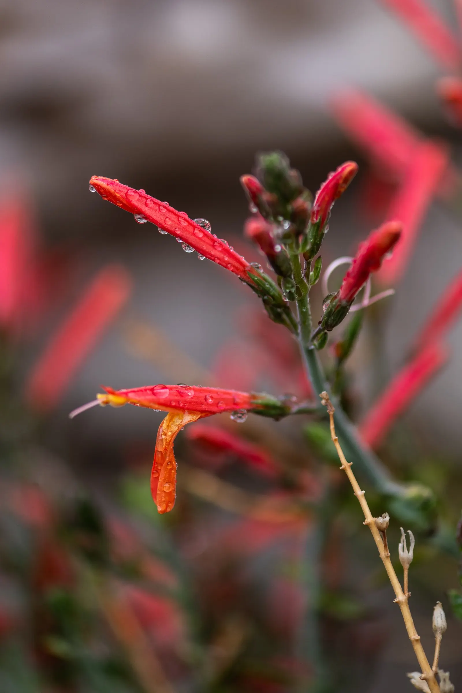 California Fuchsia (Epilobium Canum) — plant it in well-drained soil and position it where it can receive full sun to partial shade; noted for its drought