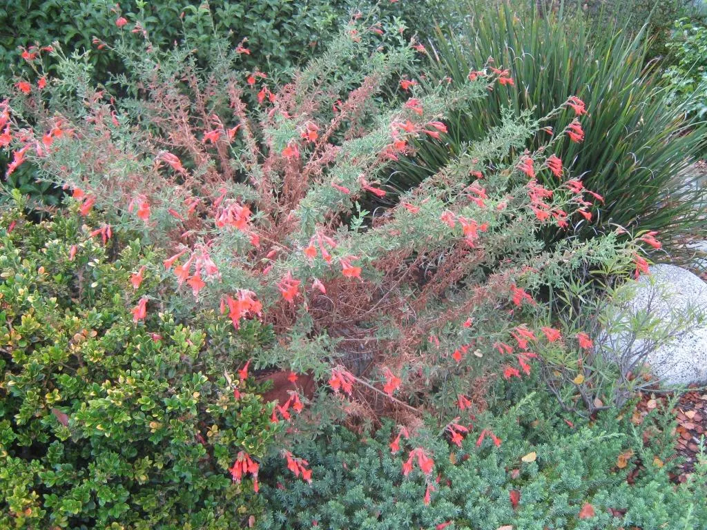 California Fuchsia (Epilobium Canum) — inviting a lively buzz of activity in the garden.<br><br>For the ideal cultivation of Epilobium canum; its bright