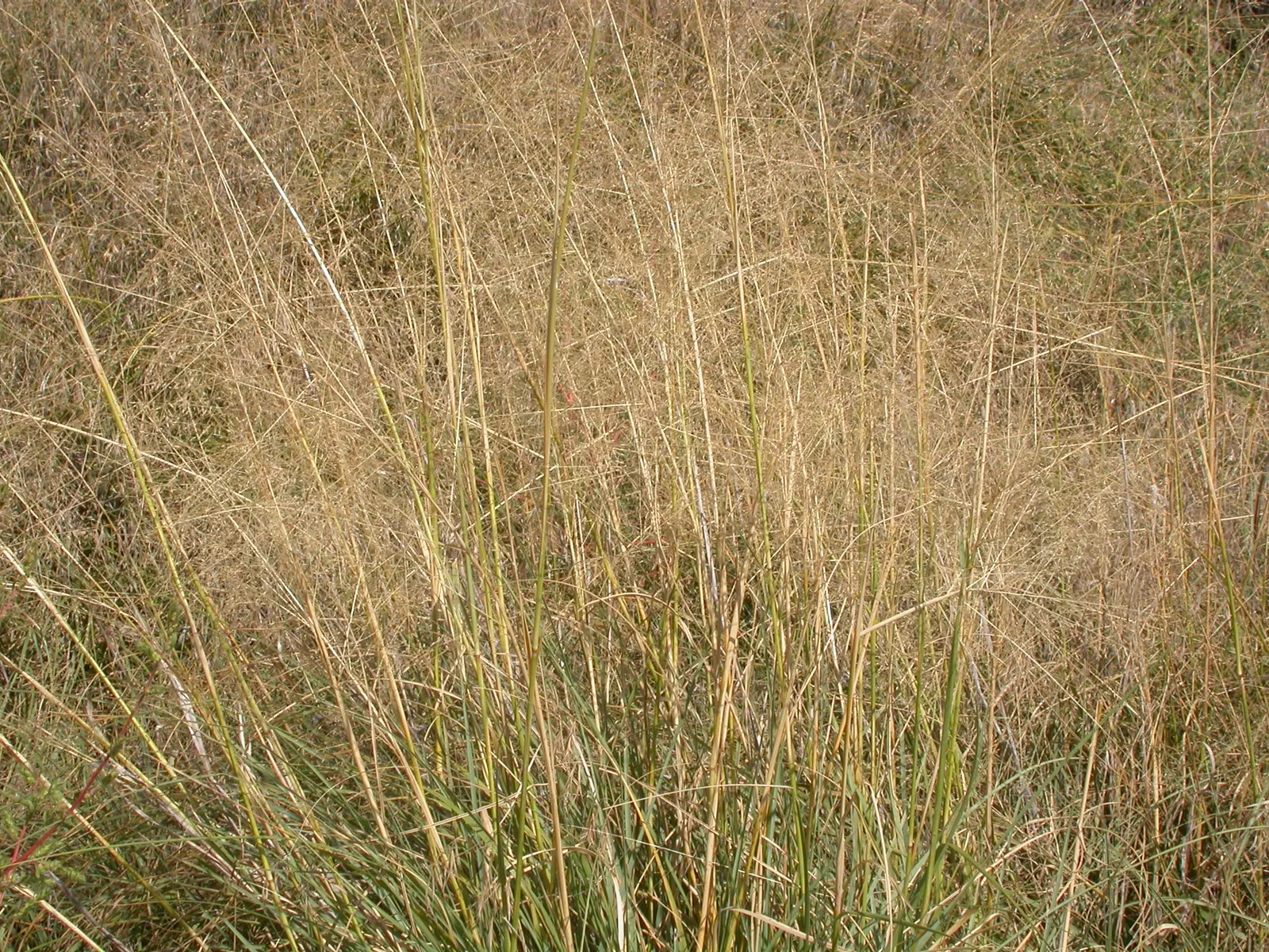 Alkali Sacaton (Sporobolus Airoides) — It flourishes in arid zones, reaching 3 feet in height with an equal spread