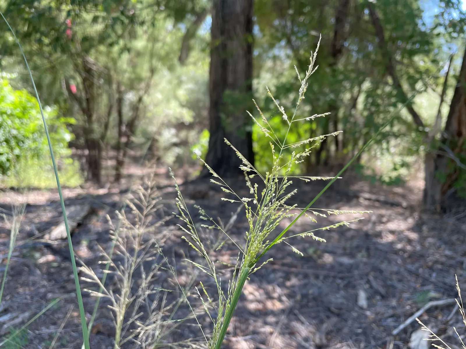 Alkali Sacaton (Sporobolus Airoides) — Alkali Sacaton (Sporobolus airoides) is a robust perennial grass, admired for its hardiness and adaptability