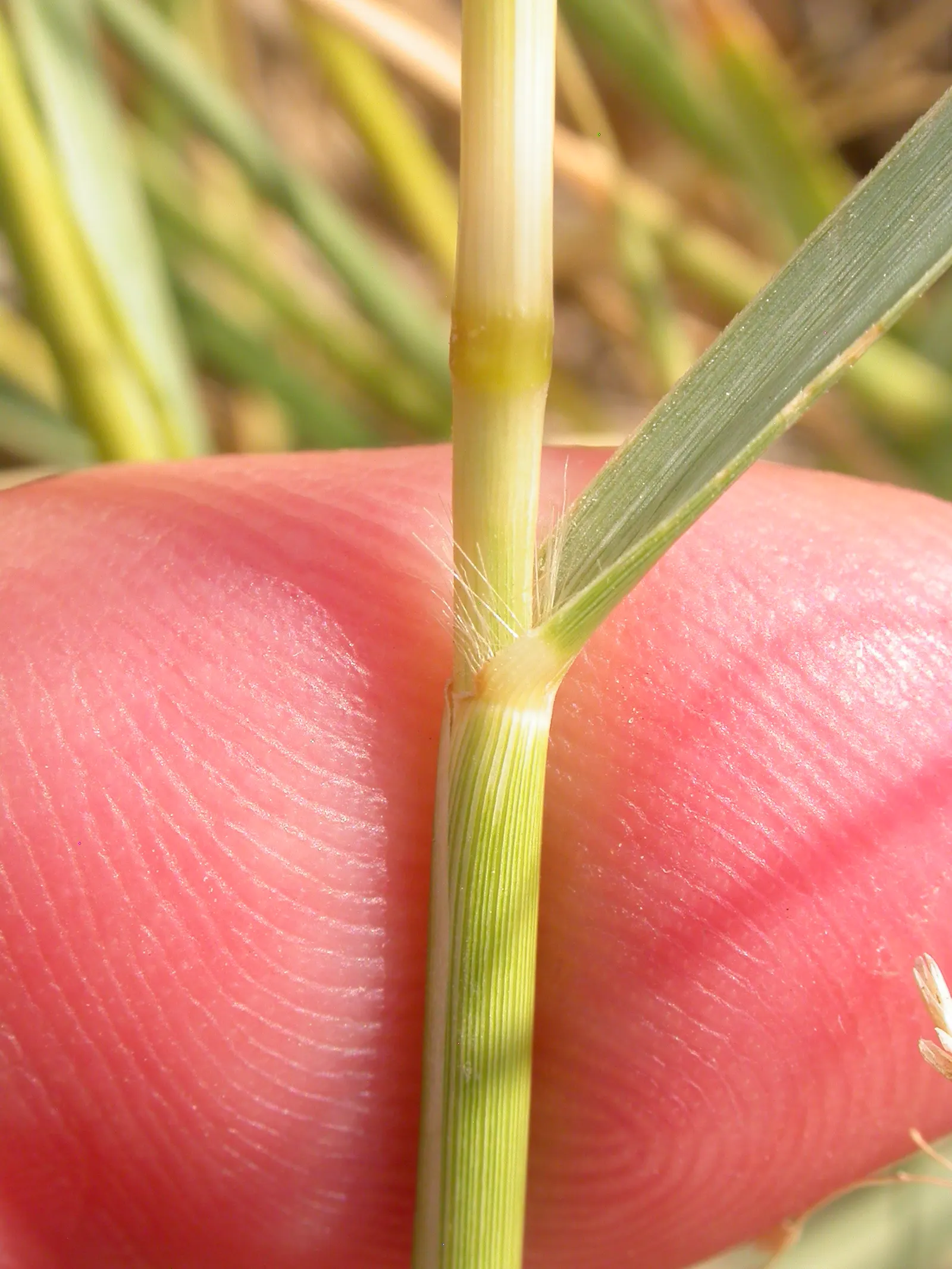 Alkali Sacaton (Sporobolus Airoides) — In late summer, it boasts airy, open panicles that can extend its height to approximately 4 to 5 feet