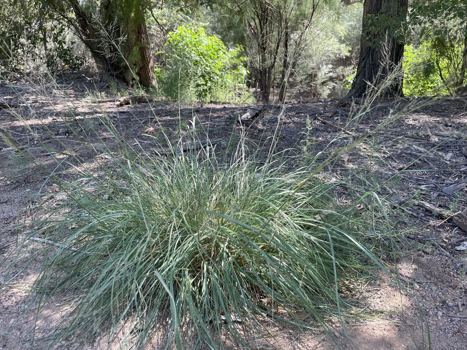 Alkali Sacaton (Sporobolus Airoides) — This perennial bunchgrass is exceptionally versatile and adaptable