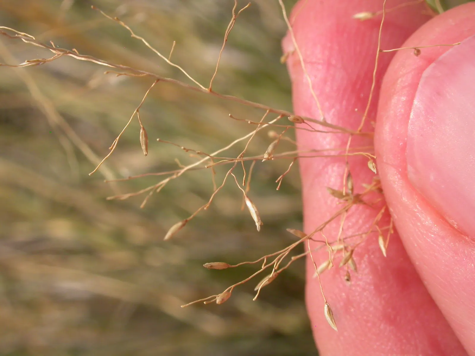 Alkali Sacaton (Sporobolus Airoides) — warm-season grass native to the arid and semi-arid regions of North America