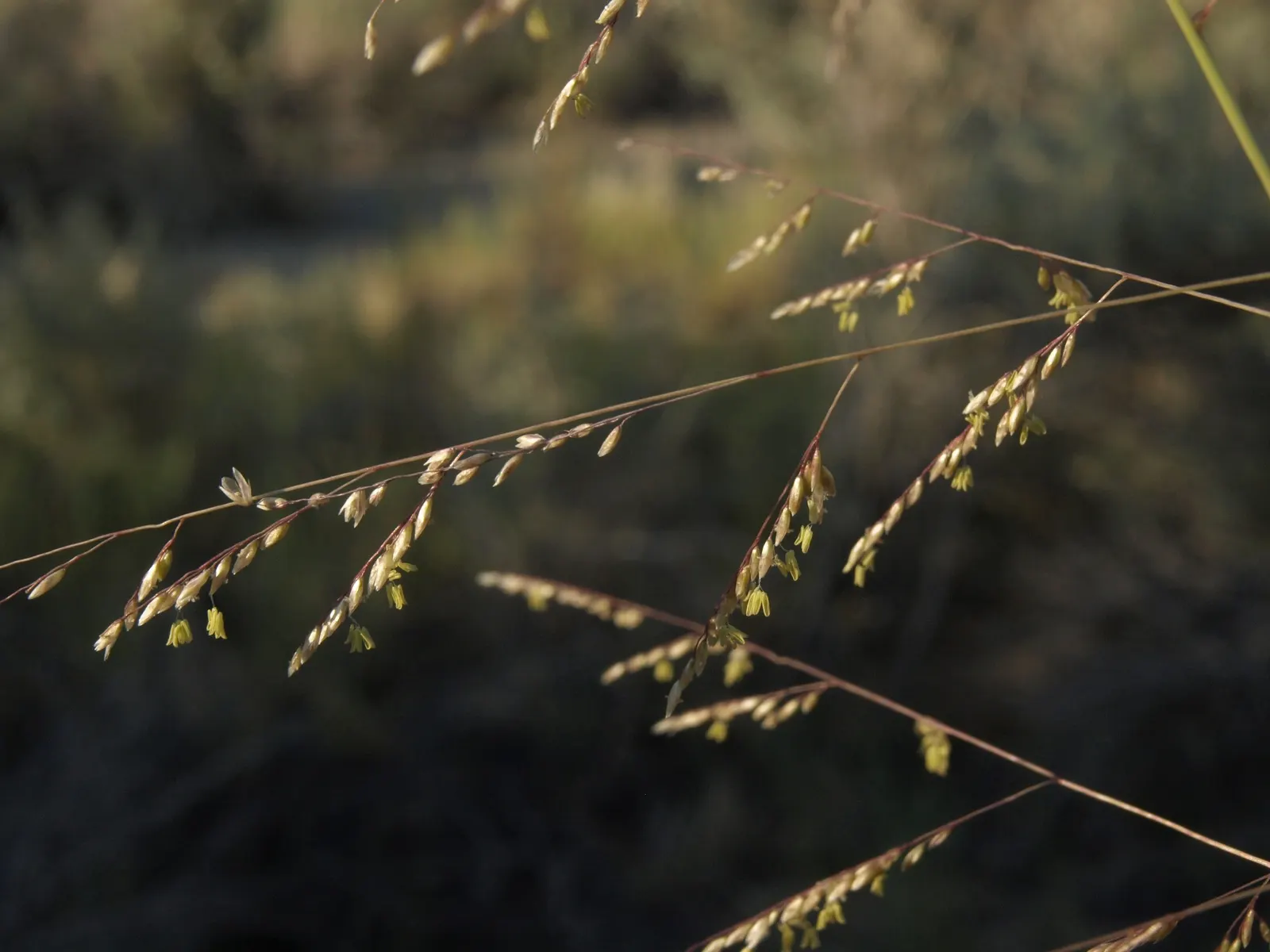 Alkali Sacaton (Sporobolus Airoides) — This low-maintenance species is ideal for xeriscaping, tolerating both drought and salinity