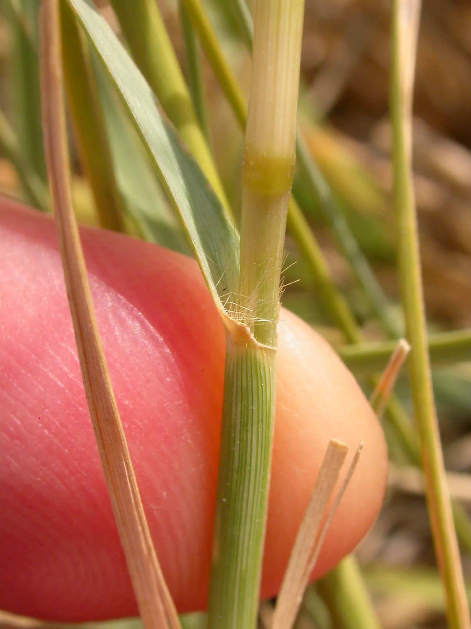 Alkali Sacaton (Sporobolus Airoides) — sometimes penetrating to depths of 10 feet or more