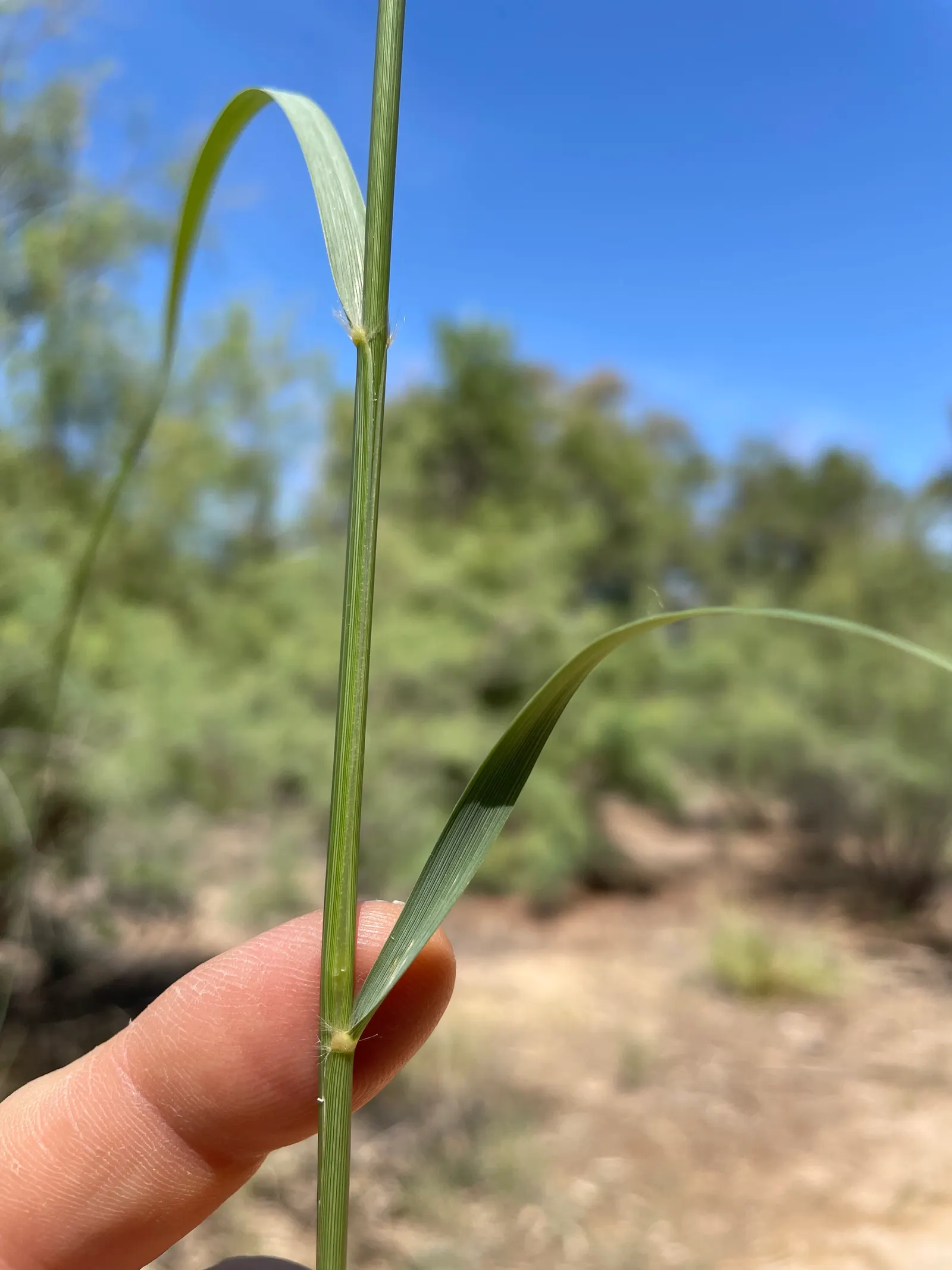 Alkali Sacaton (Sporobolus Airoides) — Flowering stems with airy panicles appear in summer, adding movement and interest to the landscape