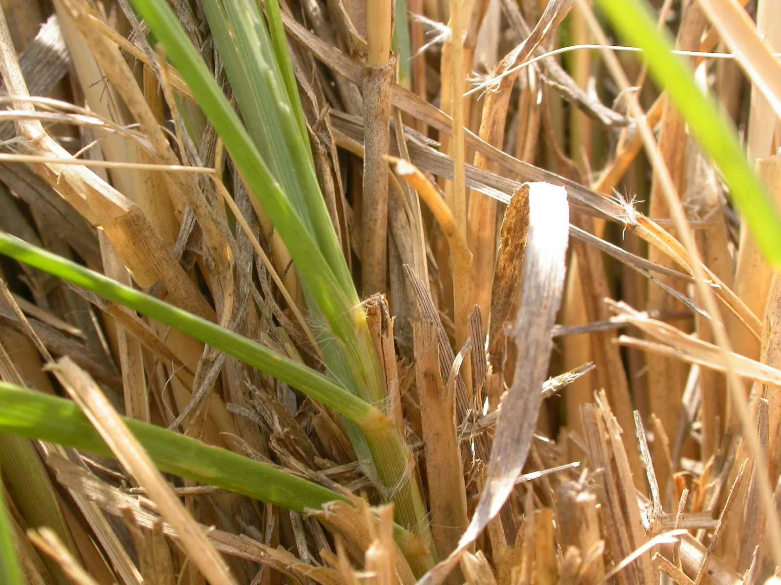 Alkali Sacaton (Sporobolus Airoides) — the Alkali Sacaton transitions to a warm golden hue in the fall