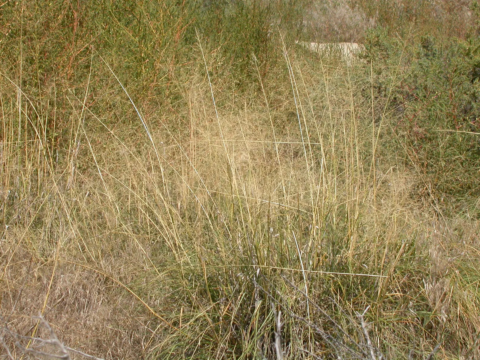 Alkali Sacaton (Sporobolus Airoides) — scientifically referred to as Sporobolus airoides
