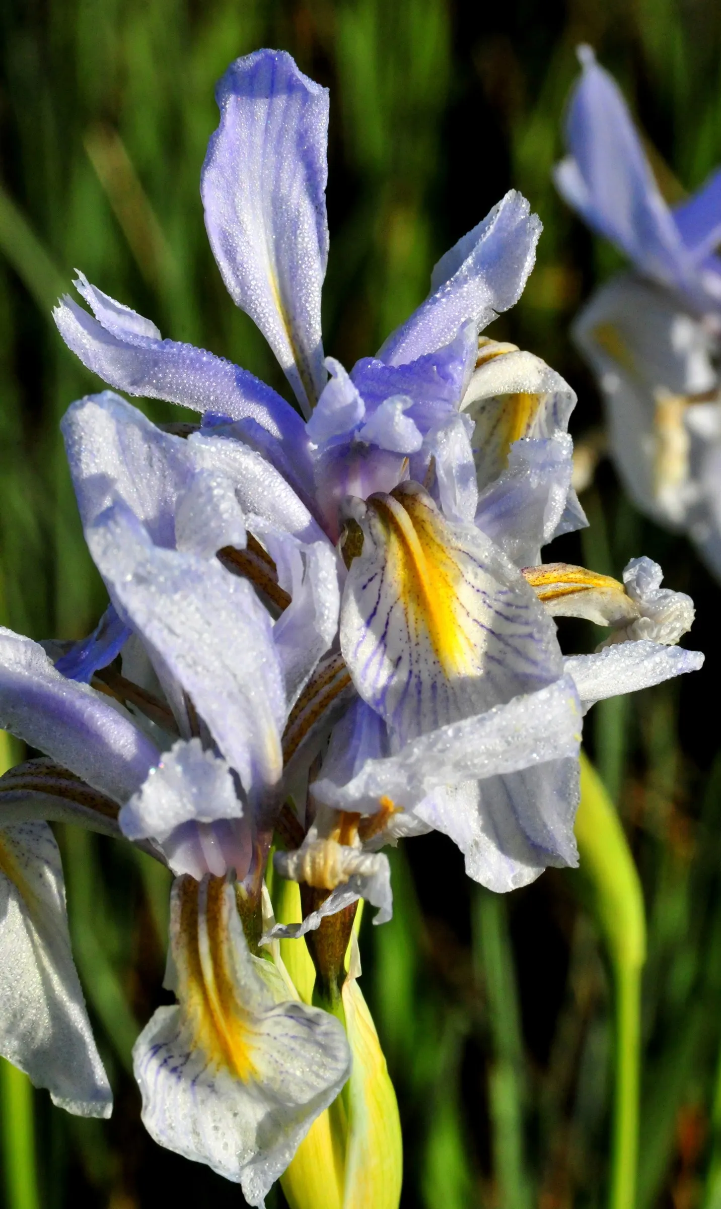 Alkali Sacaton (Sporobolus Airoides) — providing year-round visual interest