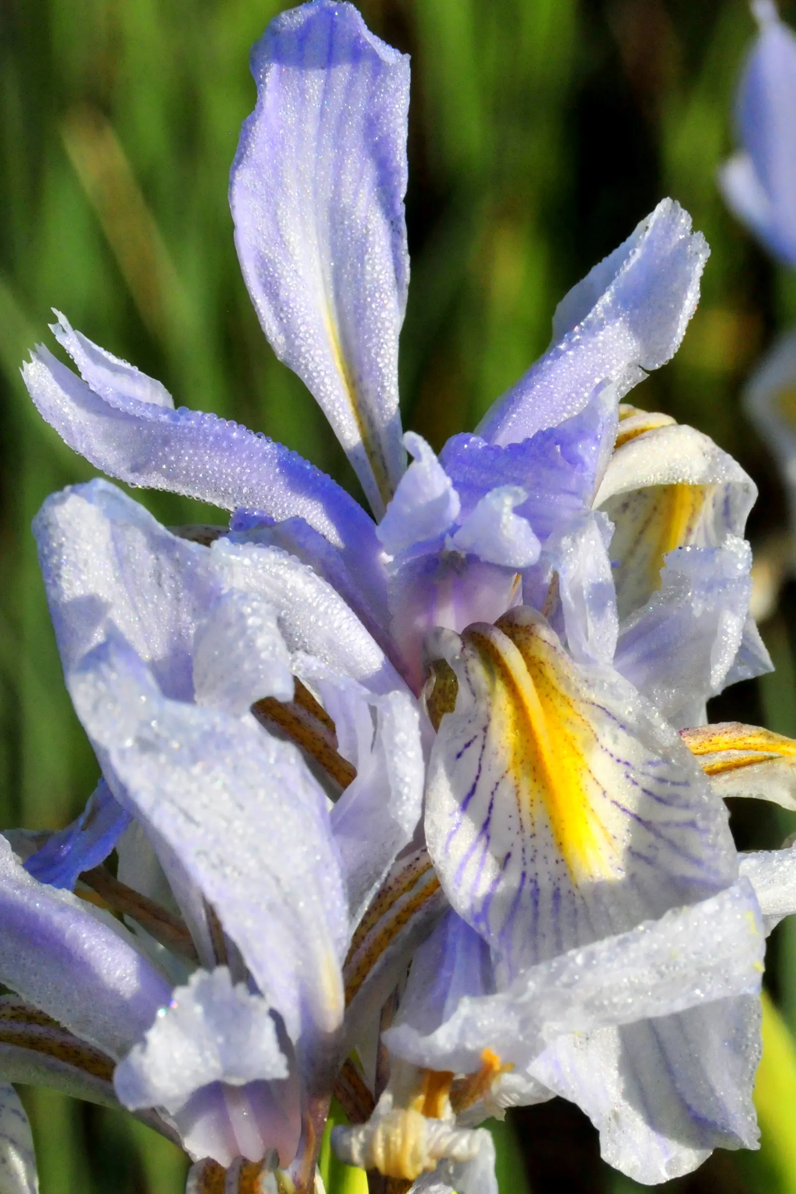 Alkali Sacaton (Sporobolus Airoides) — thus helping to combat erosion.<br><br>Featuring fine-textured