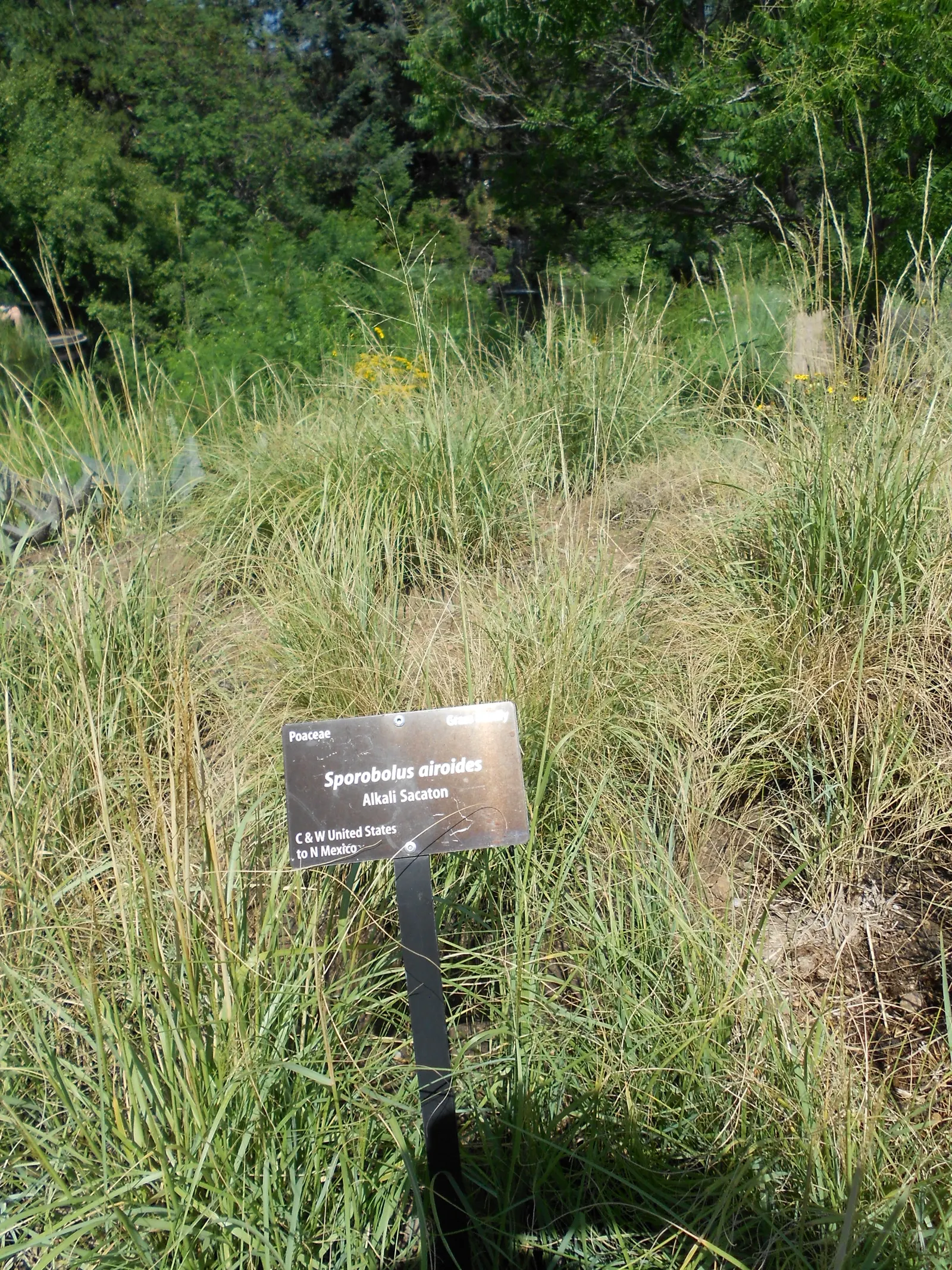 Alkali Sacaton (Sporobolus Airoides) — Its fine textured foliage forms dense clumps, turning golden in fall