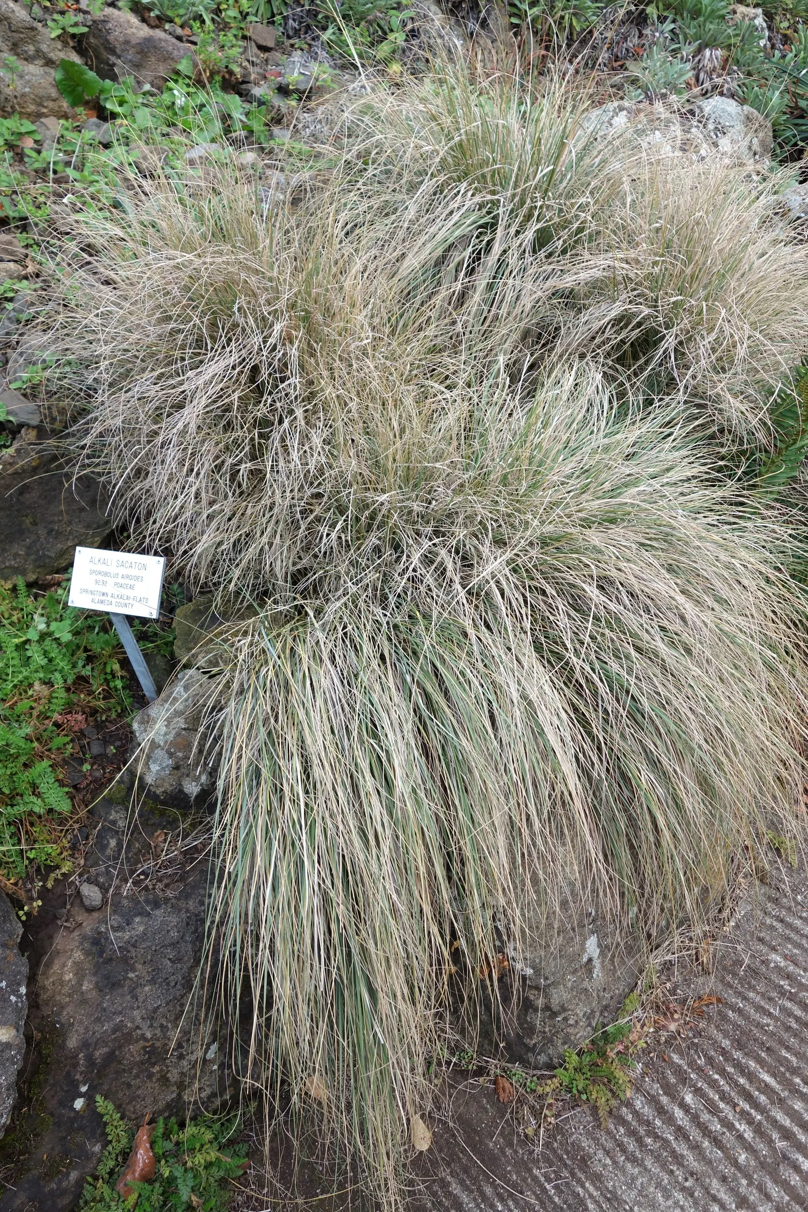 Alkali Sacaton (Sporobolus Airoides) — makes it incredibly drought tolerant and efficient at stabilizing soil
