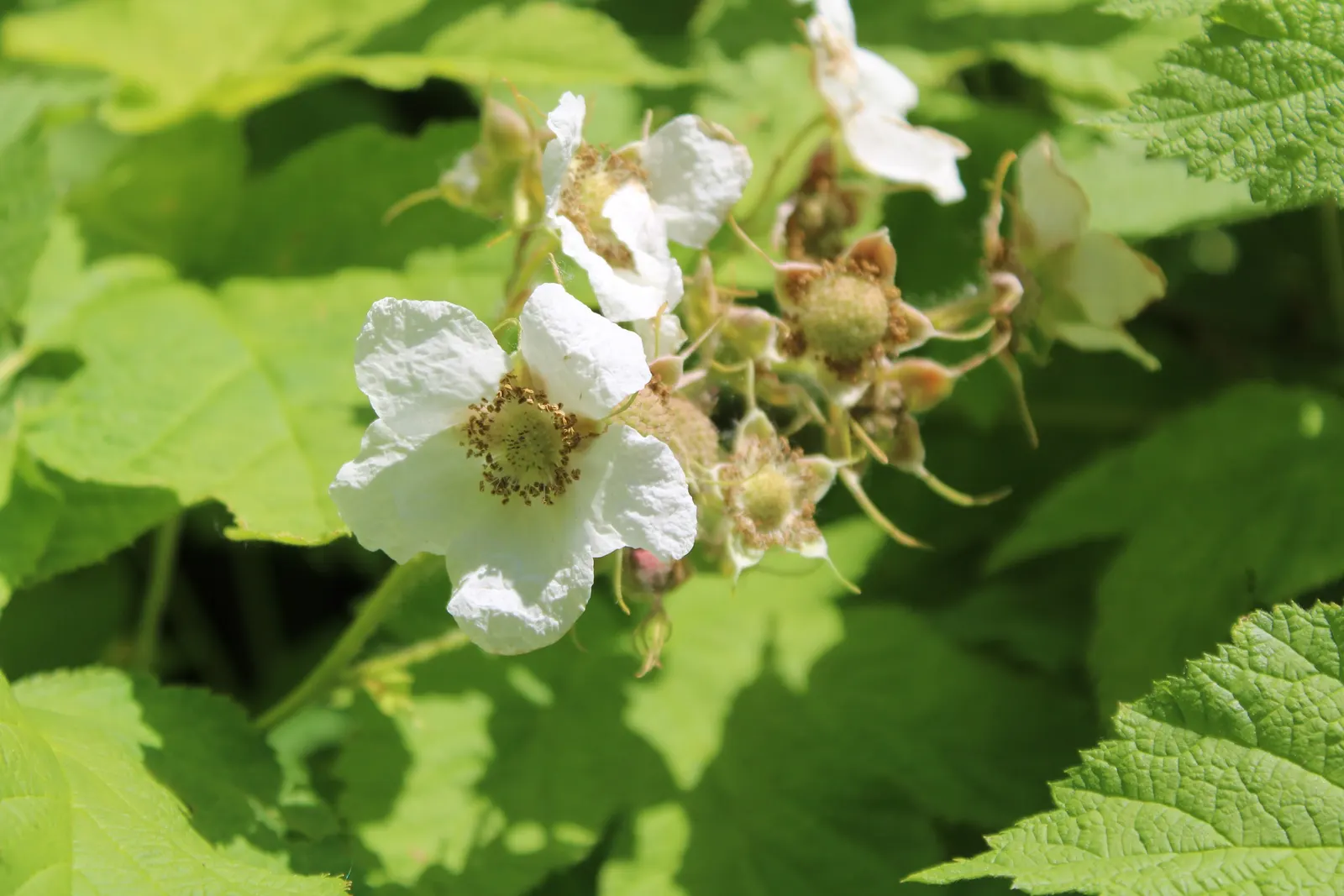 Fringe Cups (Tellima Grandiflora) — Fringe Cups is an excellent choice for understory plantings; mounded greenery accentuated by delicate ethereal blooms