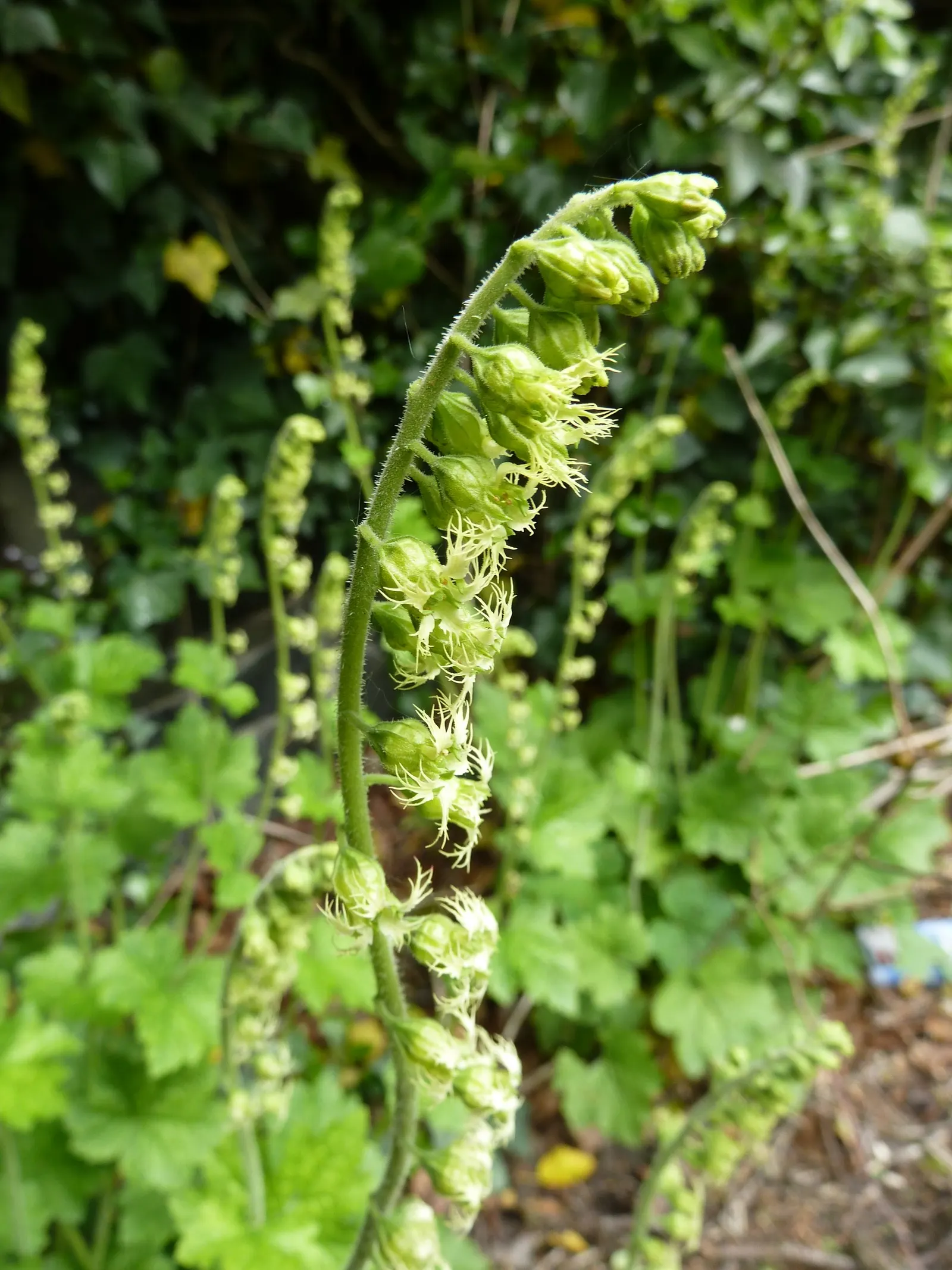 Fringe Cups (Tellima Grandiflora) — Fringe Cups is an excellent choice for understory plantings