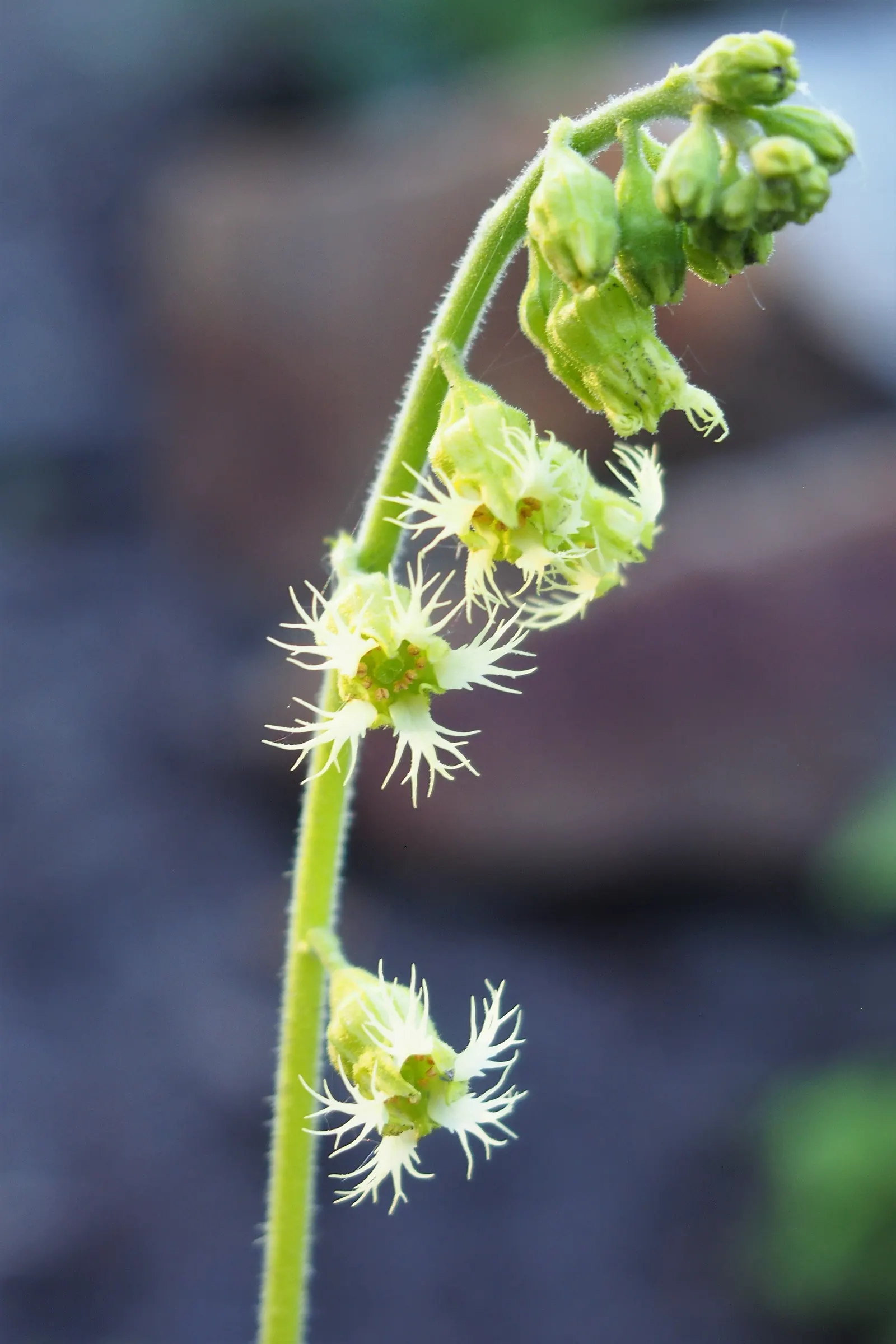 Fringe Cups (Tellima Grandiflora) — It thrives in USDA zones 4-9, preferring moist, well-drained soil in partial to full shade; commonly known as Fringe Cups