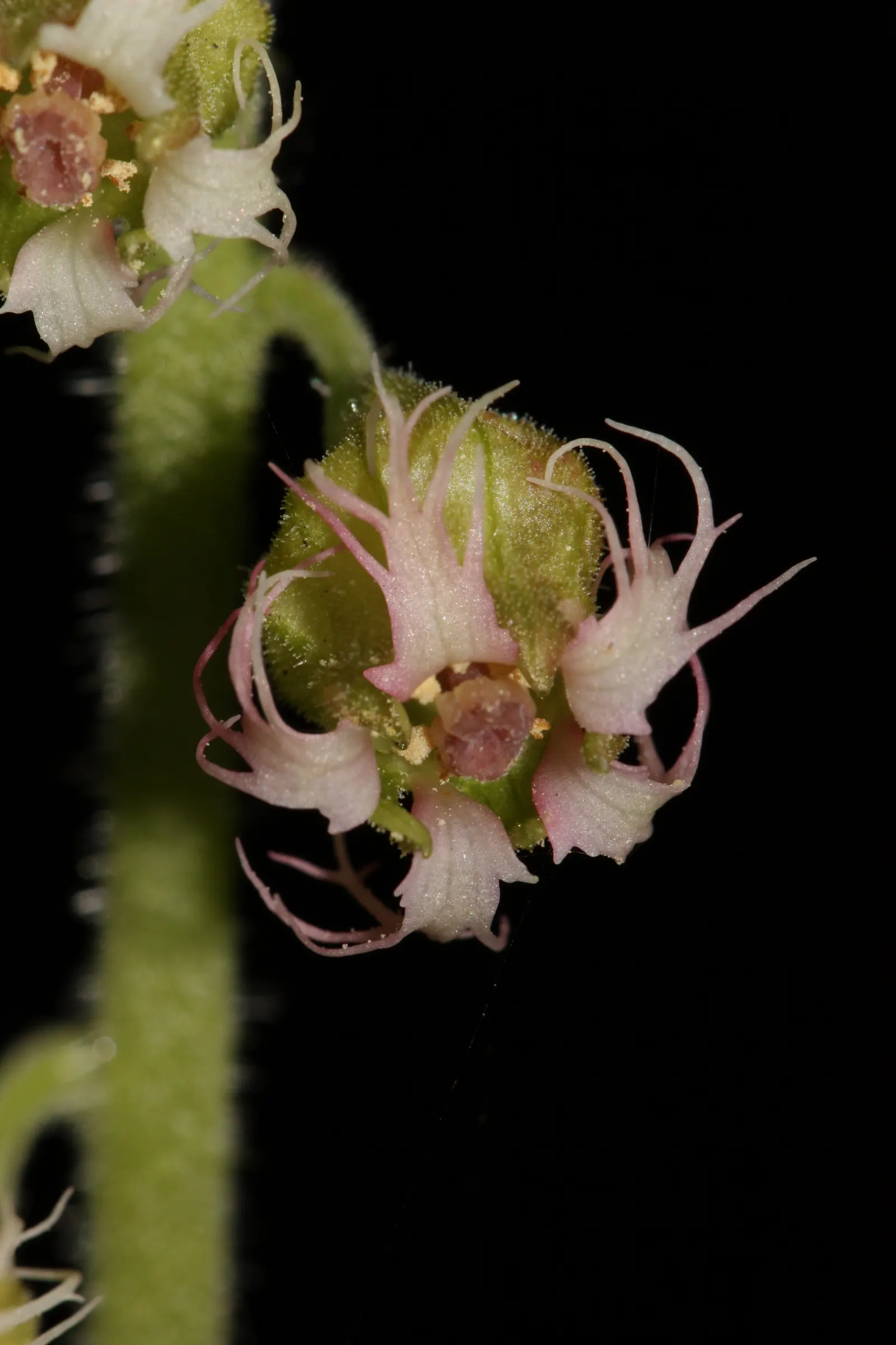 Fringe Cups (Tellima Grandiflora) — it thrives in USDA hardiness zones 3 to 9