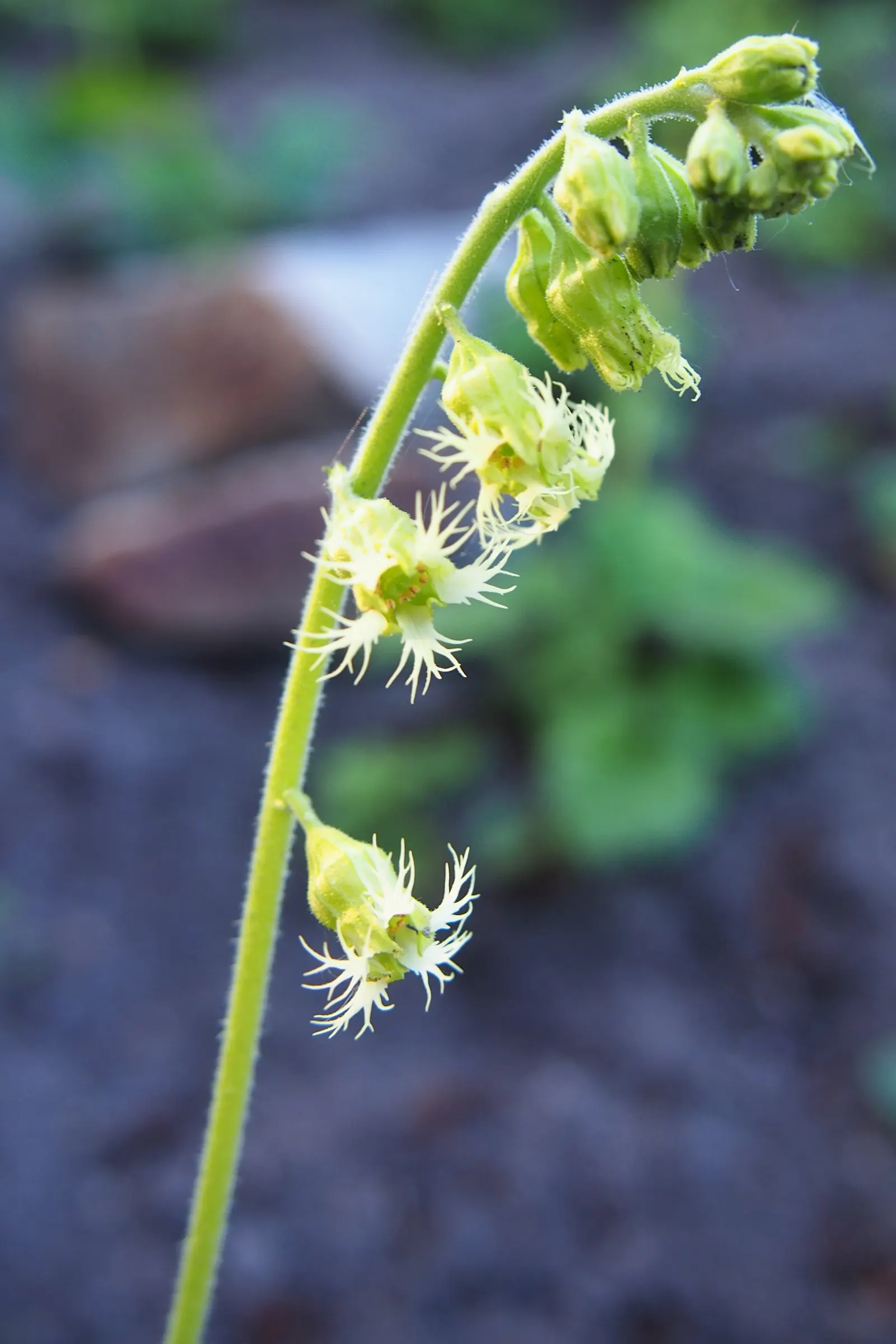 Fringe Cups (Tellima Grandiflora) — Tellima grandiflora, commonly called Fringe Cups, is a shade-loving perennial native to the western US; this hardy plant