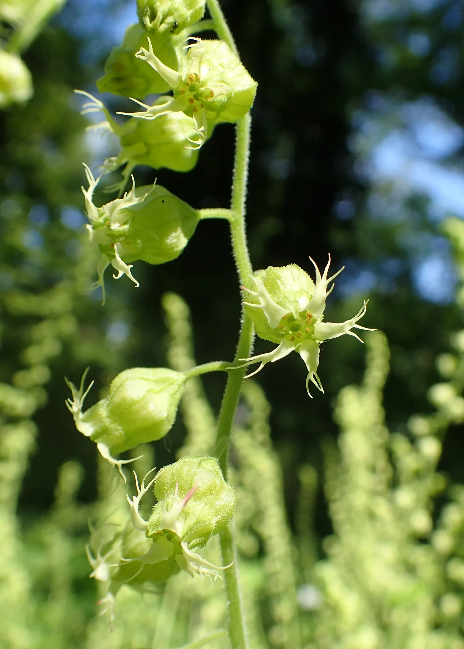Fringe Cups (Tellima Grandiflora) — the Heuchera.<br><br>From late spring into early summer; adds an understated charm that's visually appealing, image 66