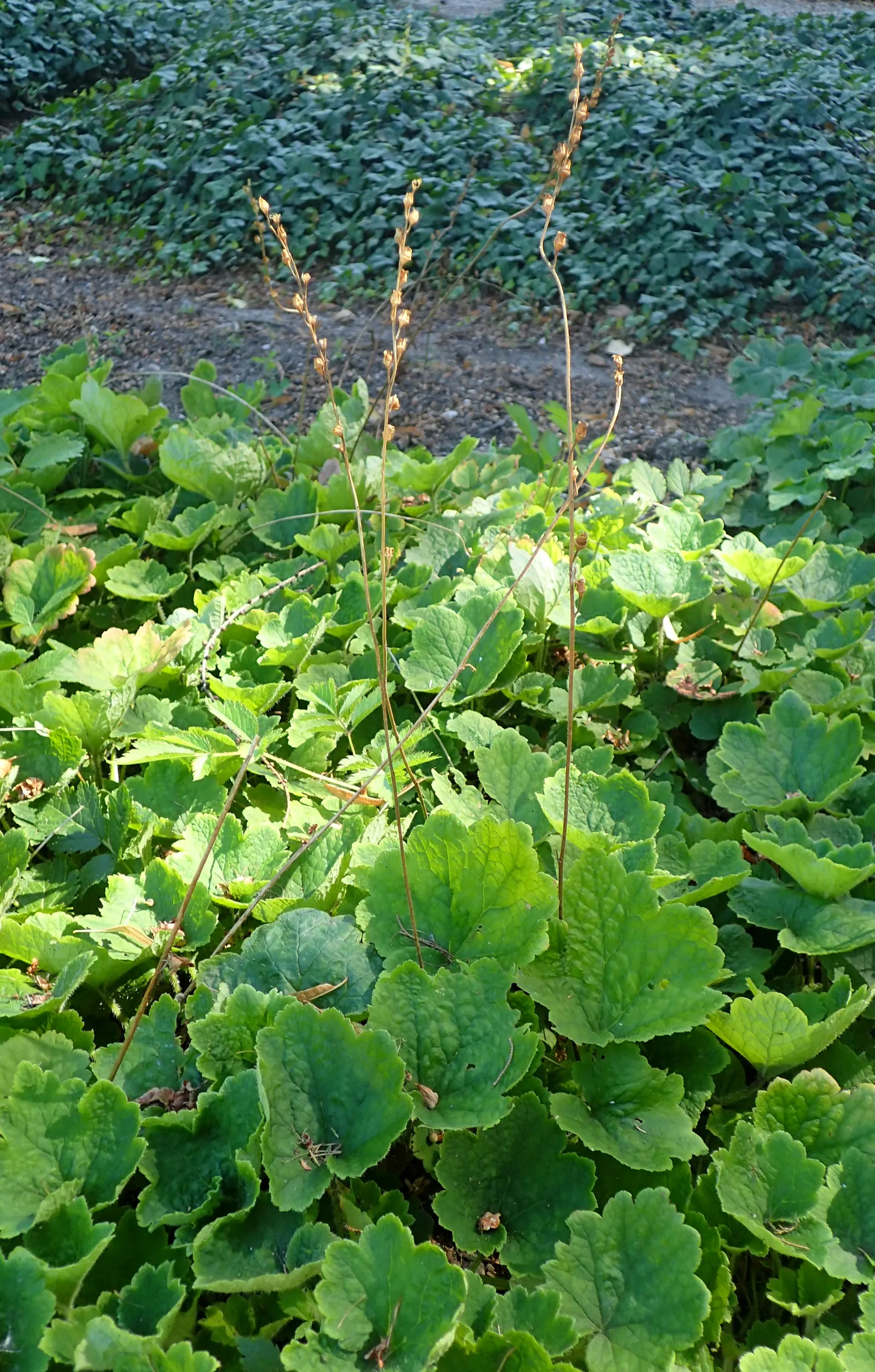 Fringe Cups (Tellima Grandiflora) — ground cover / perennial with green and pink blooms; ranging from white to pink