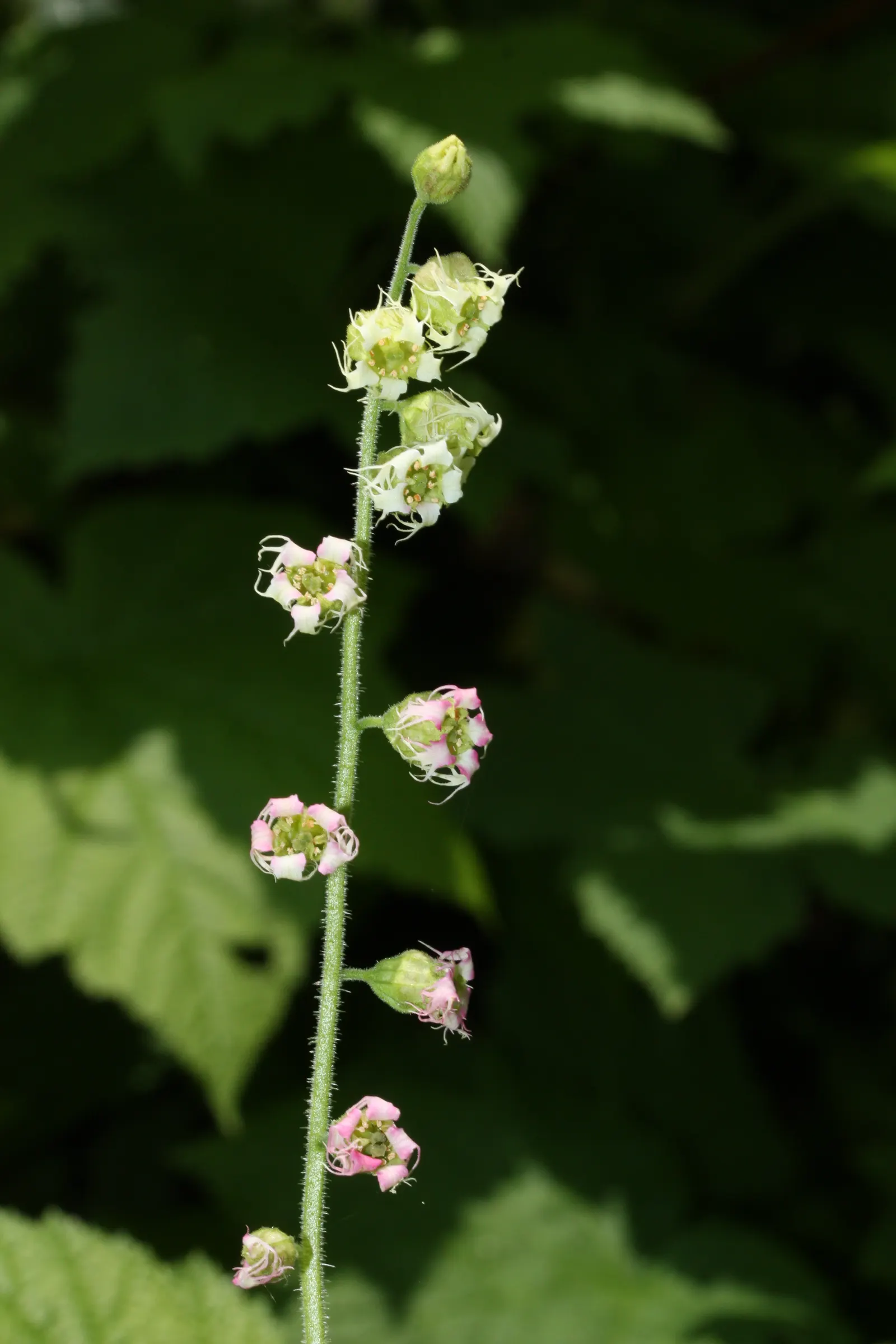 Fringe Cups (Tellima Grandiflora) — Adaptable to a variety of conditions