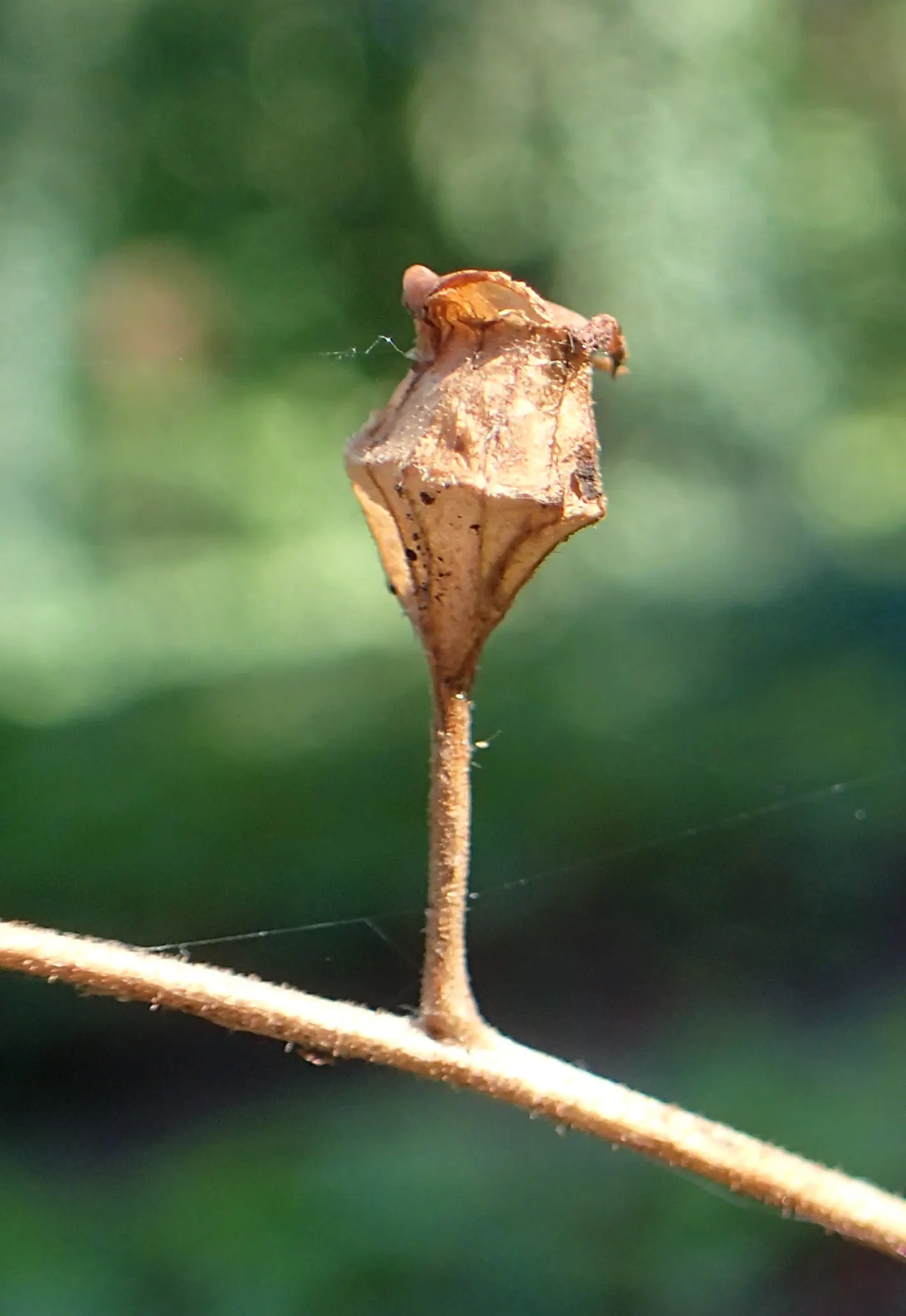 Fringe Cups (Tellima Grandiflora) — The foliage presents a basal rosette of heart-shaped leaves; consider pairing Tellima grandiflora with ferns or hostas for