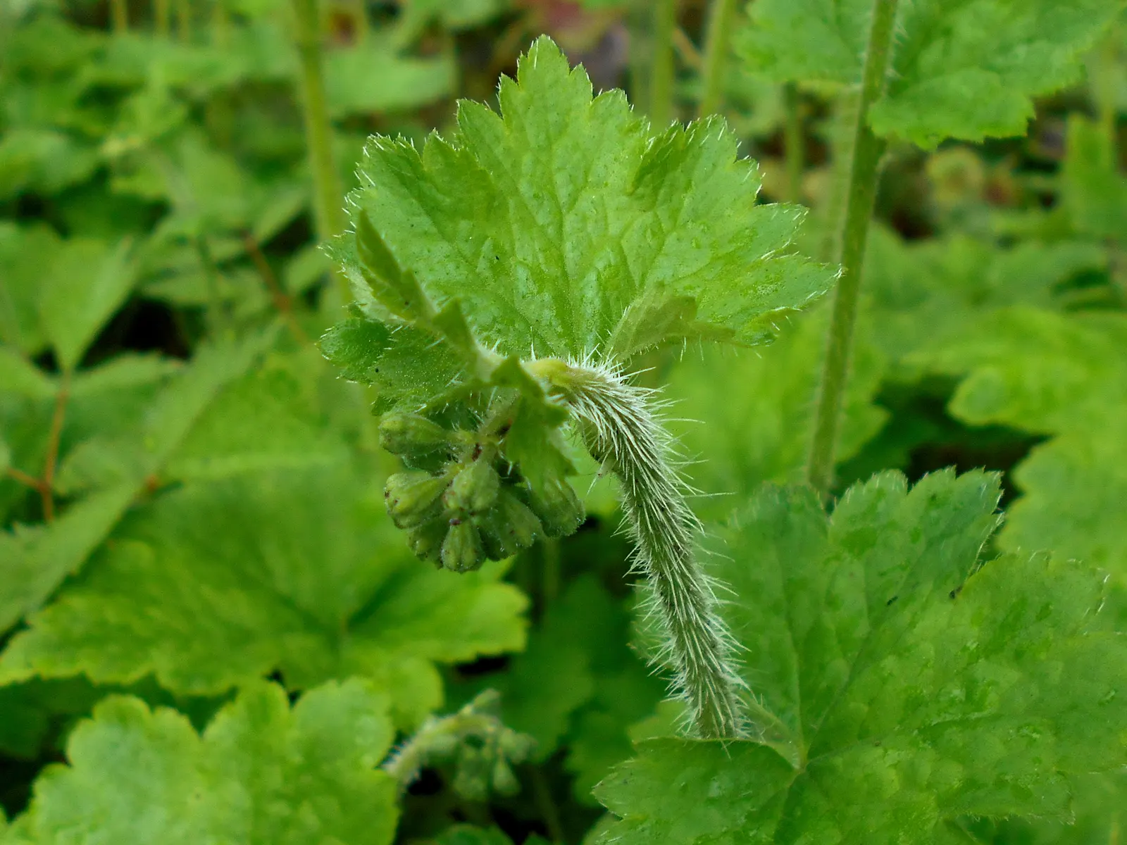 Fringe Cups (Tellima Grandiflora) — each measuring approximately 3 to 6 inches in length; blooming from late spring to early summer