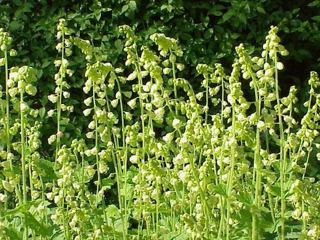 Fringe Cups (Tellima Grandiflora) — making it a versatile addition to your garden palette