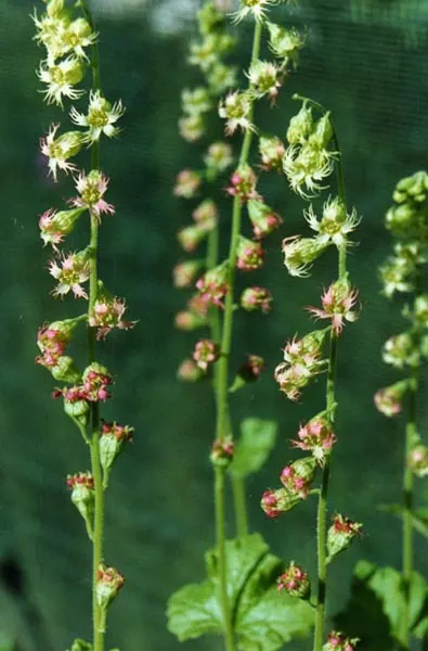 Fringe Cups (Tellima Grandiflora) — Adaptable to a variety of conditions; tellima grandiflora, commonly called Fringe Cups, is a shade-loving, image 60