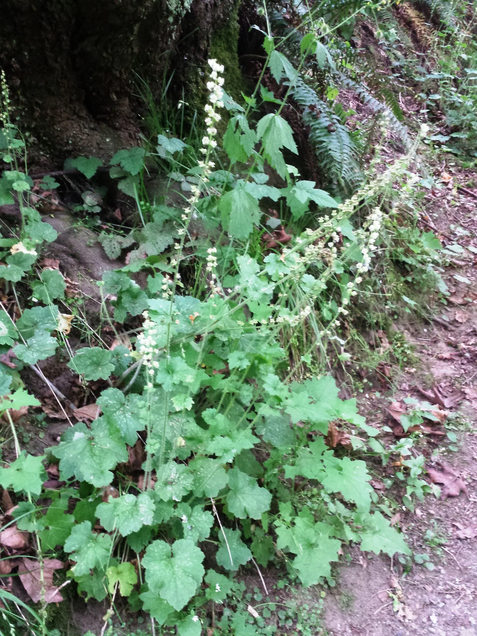 Fringe Cups (Tellima Grandiflora) — Fringe Cups features flower stalks that rise above the foliage to a height of 12 to 30 inches; green and pink, image 67