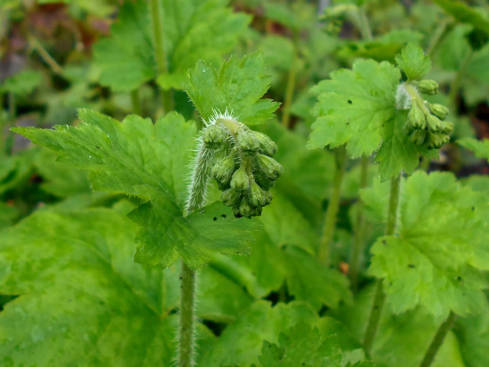 Fringe Cups (Tellima Grandiflora) — adds an understated charm that's visually appealing without overpowering companion plants; each measuring approximately 3