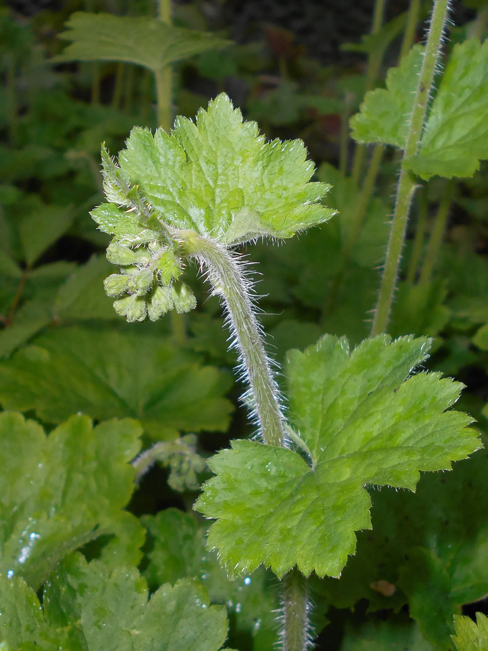 Fringe Cups (Tellima Grandiflora) — This hardy plant reaches 1-3 feet in height and spreads up to 1 foot, offering a lush, groundcover effect