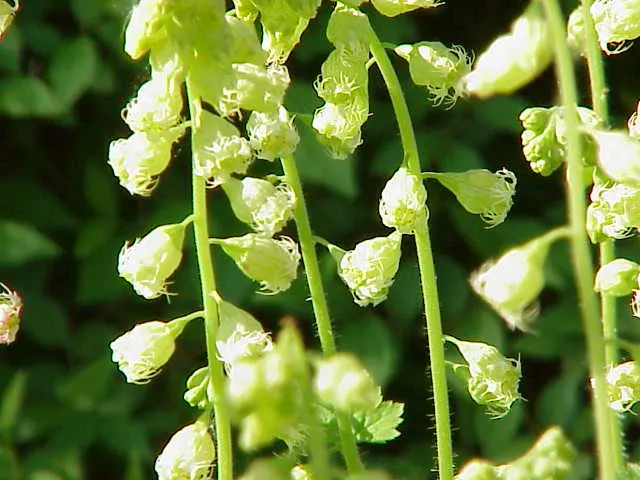 Fringe Cups (Tellima Grandiflora) — the Heuchera.<br><br>From late spring into early summer