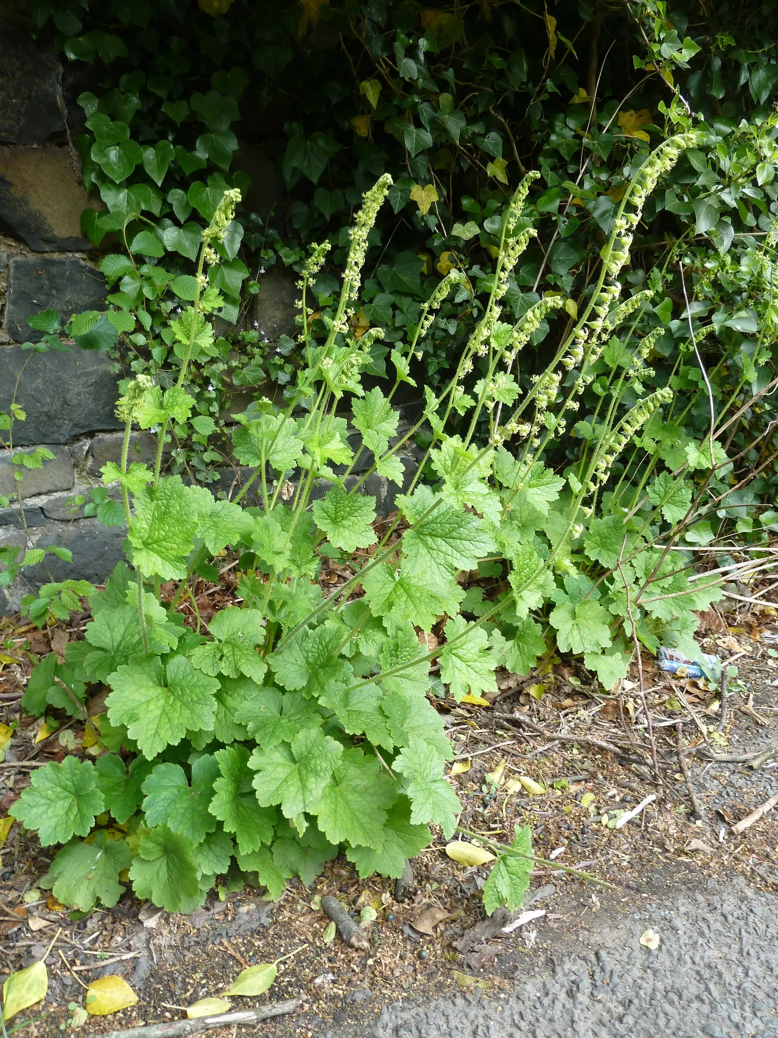 Fringe Cups (Tellima Grandiflora) — to your garden.<br><br>Preferring partially shaded spots with rich