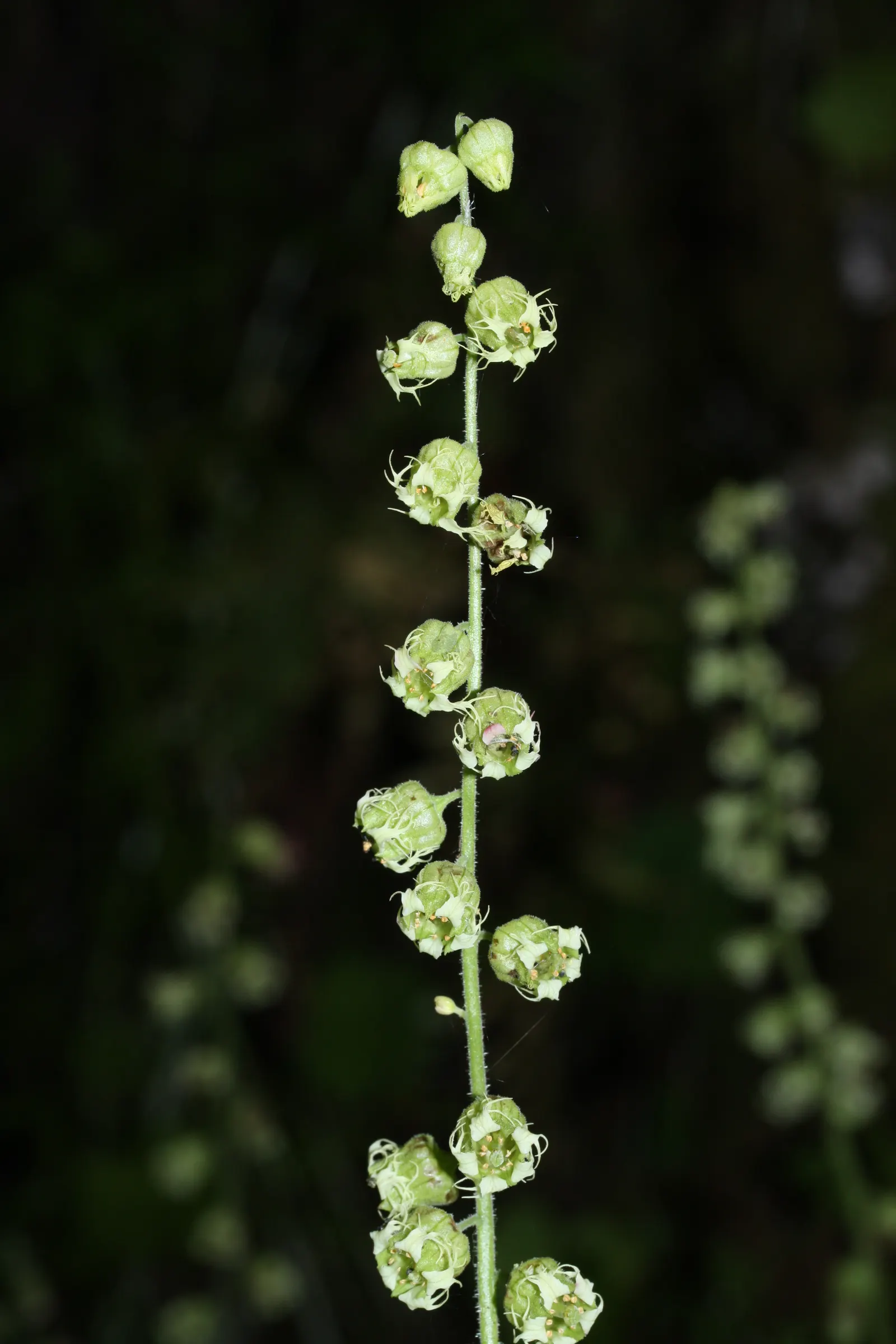 Fringe Cups (Tellima Grandiflora) — ranging from white to pink; it thrives in USDA zones 4-9, preferring moist, well-drained soil in partial to, image 68