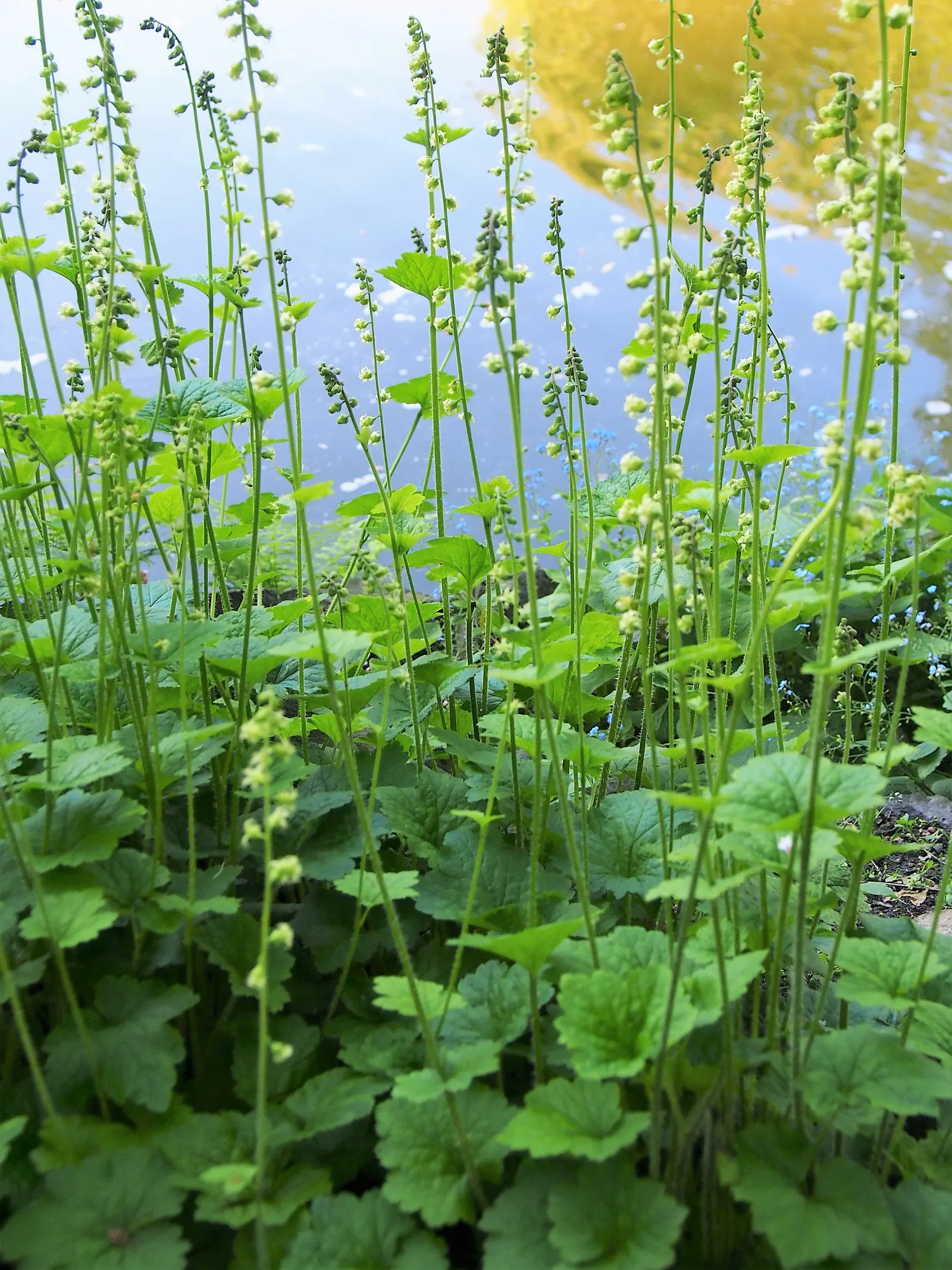 Fringe Cups (Tellima Grandiflora) — Adaptable to a variety of conditions; tellima grandiflora, commonly called Fringe Cups, is a shade-loving perennial native