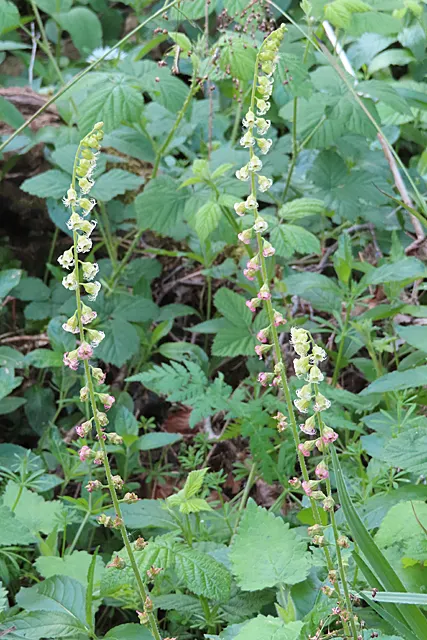 Fringe Cups (Tellima Grandiflora) — adds an understated charm that's visually appealing without overpowering companion plants; each measuring, image 69