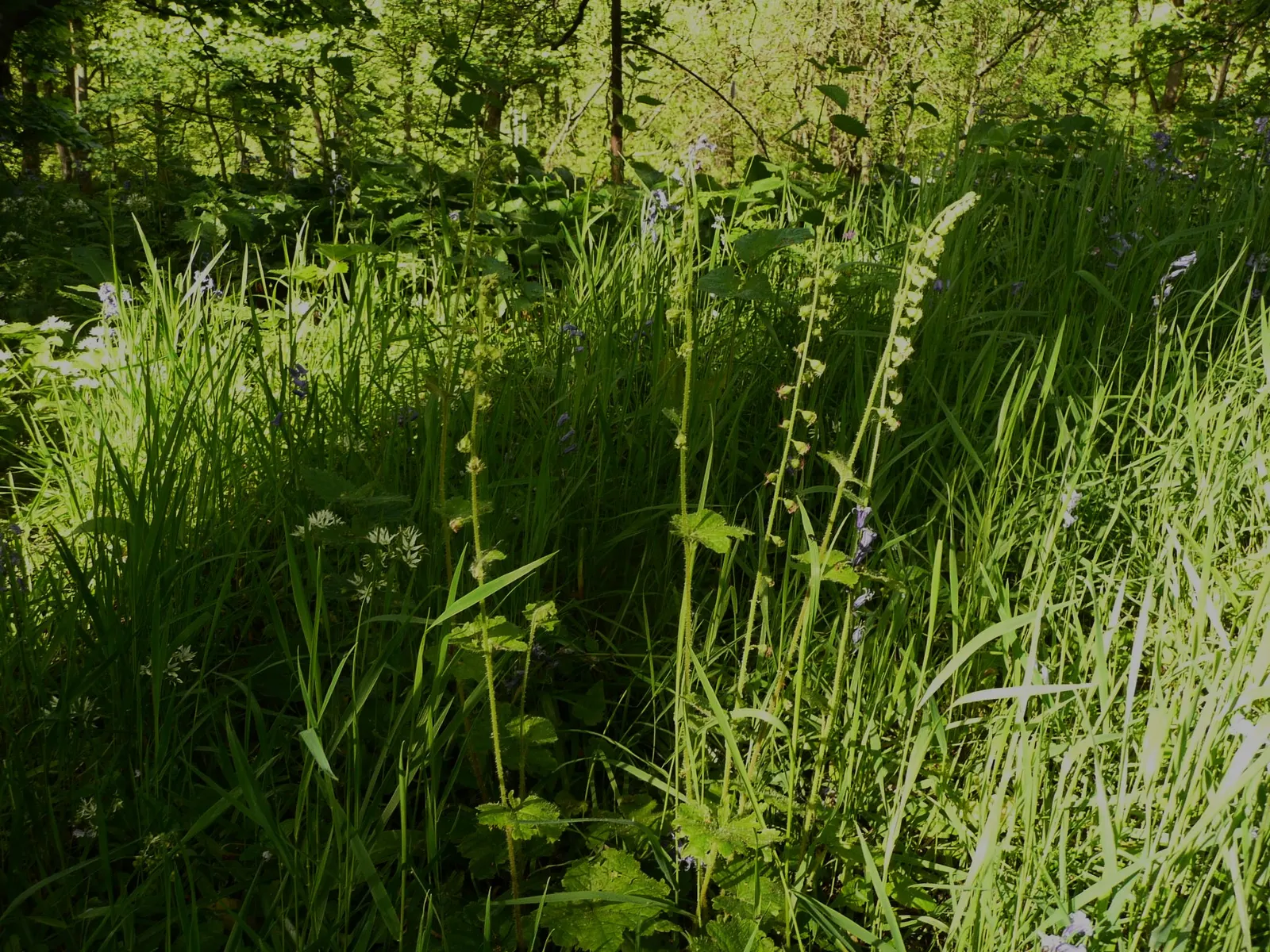 Fringe Cups (Tellima Grandiflora) — consider pairing Tellima grandiflora with ferns or hostas for a harmonious shade garden composition